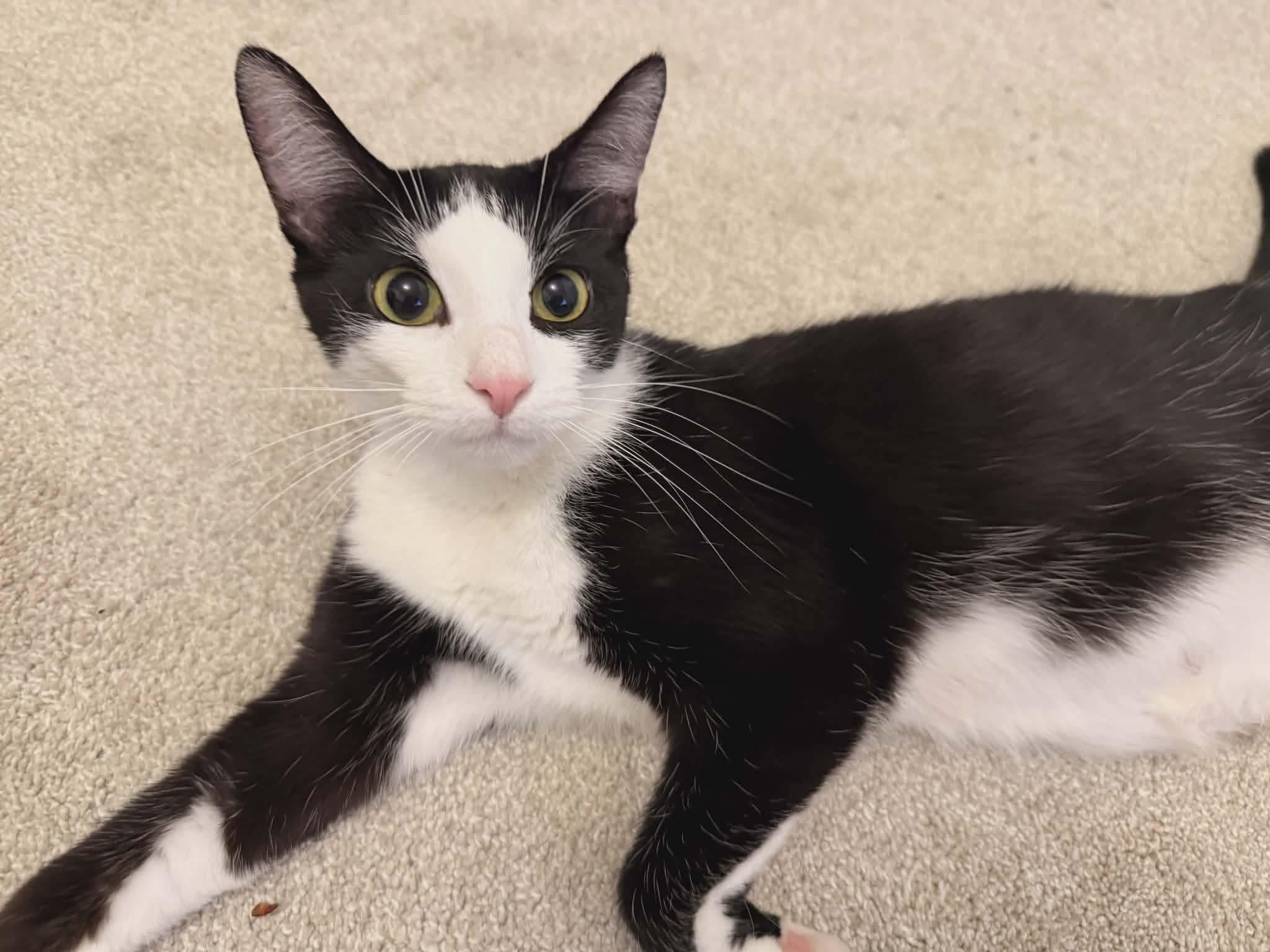 Enlarge PAISLEY, a Adoptable Domestic Short Hair in Tillsonburg, ON image 1/2