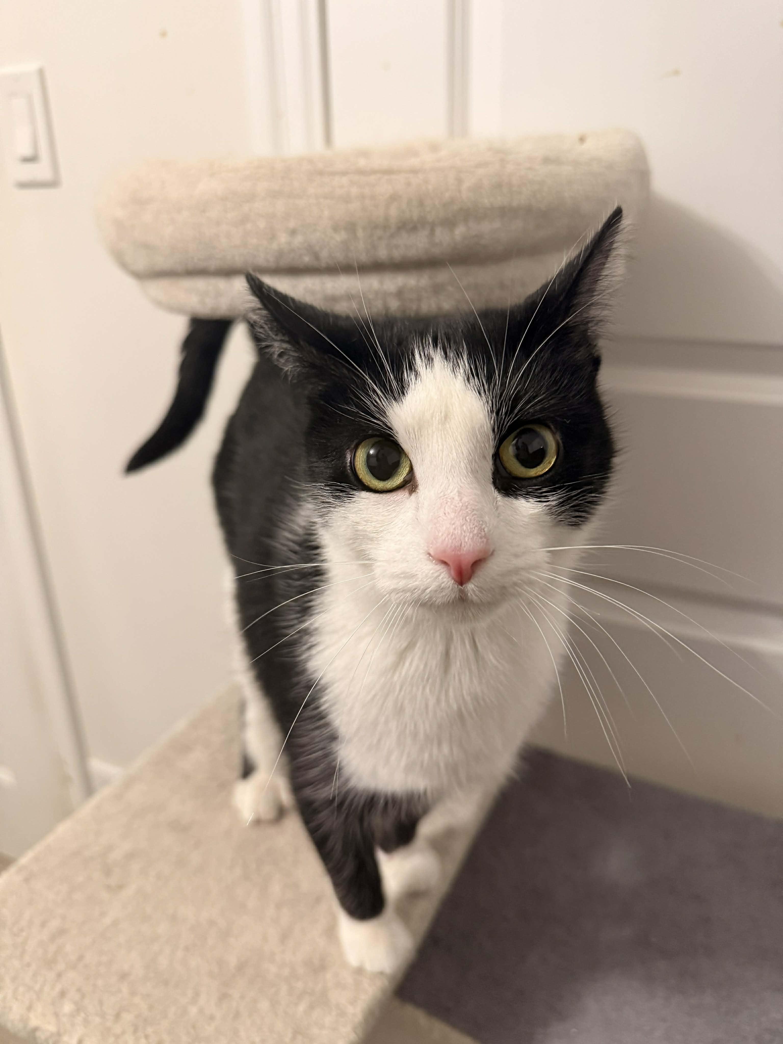 Enlarge PAISLEY, an adopted Domestic Short Hair in Tillsonburg, ON image 4/5