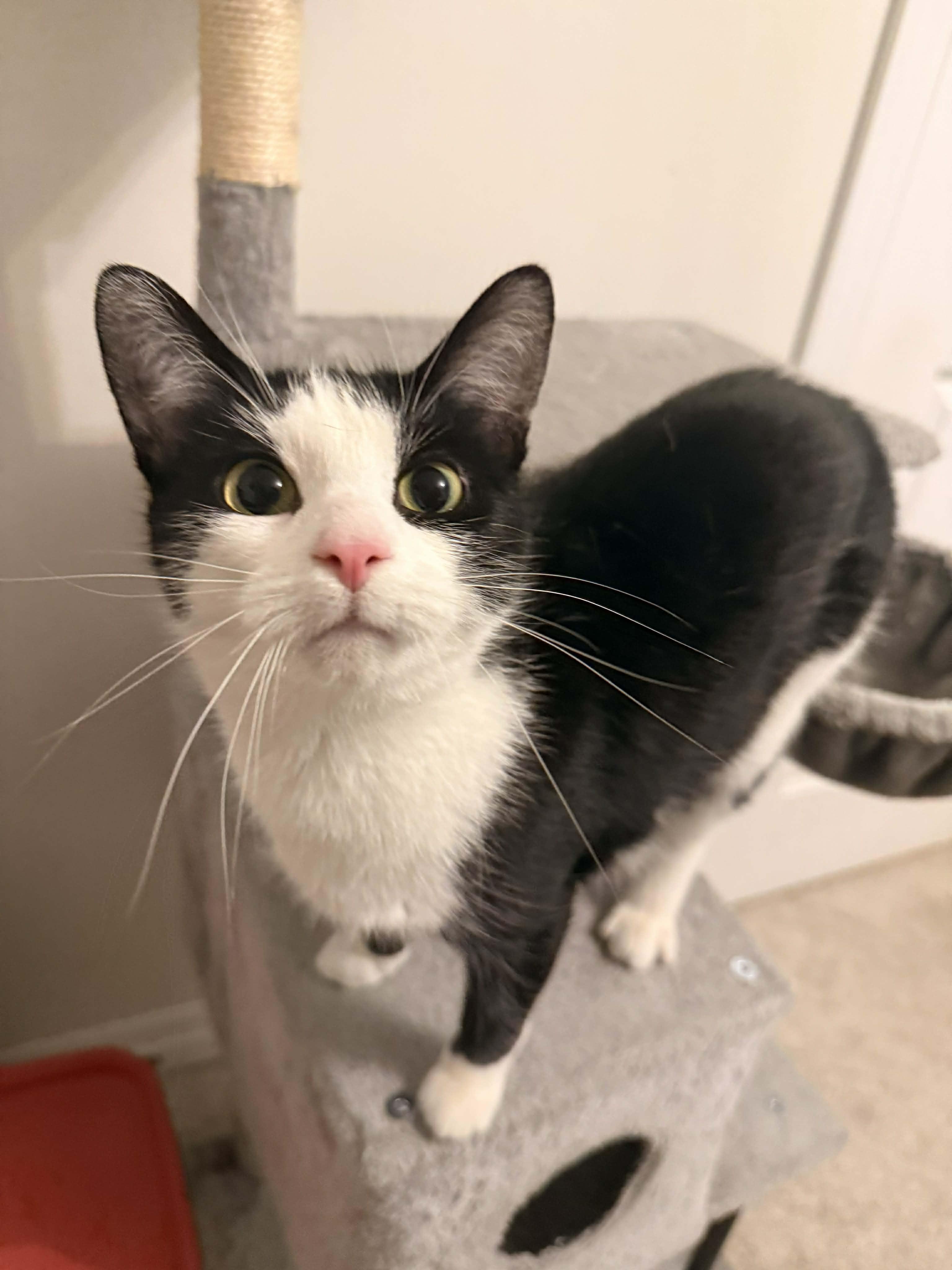 Enlarge PAISLEY, an adopted Domestic Short Hair in Tillsonburg, ON image 3/5