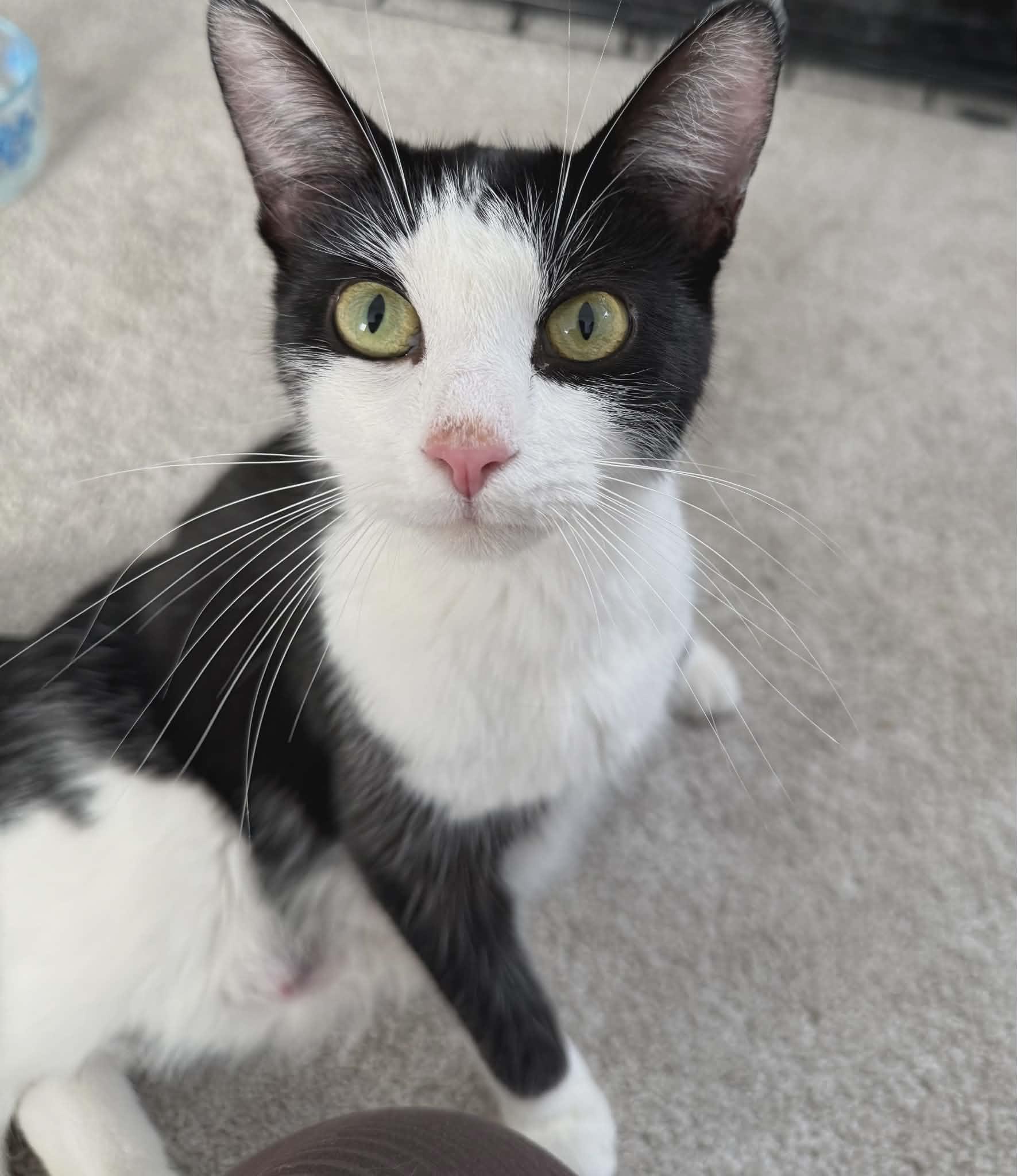 Enlarge PAISLEY, a Adoptable Domestic Short Hair in Tillsonburg, ON image 2/2