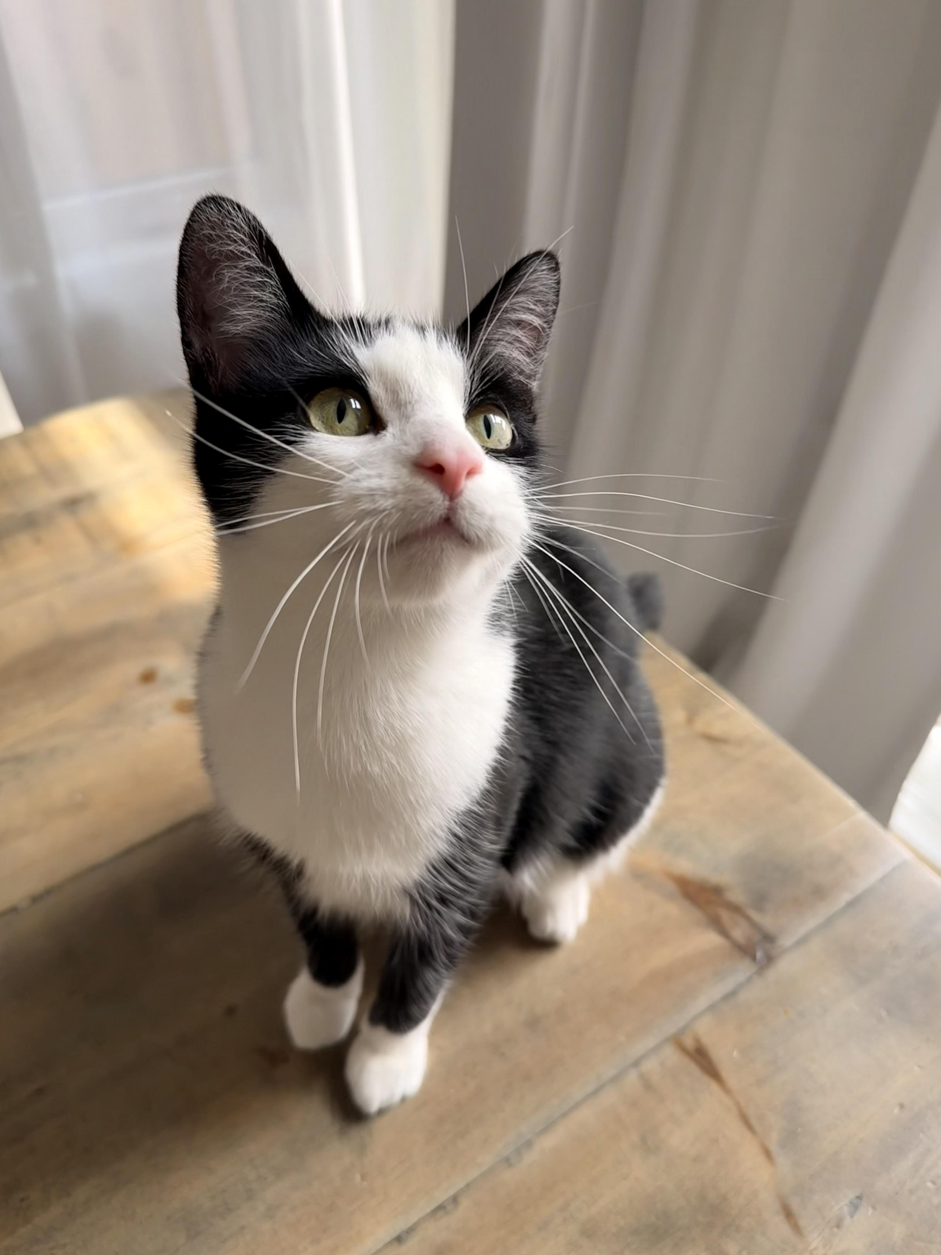 Enlarge PAISLEY, an adopted Domestic Short Hair in Tillsonburg, ON image 1/5