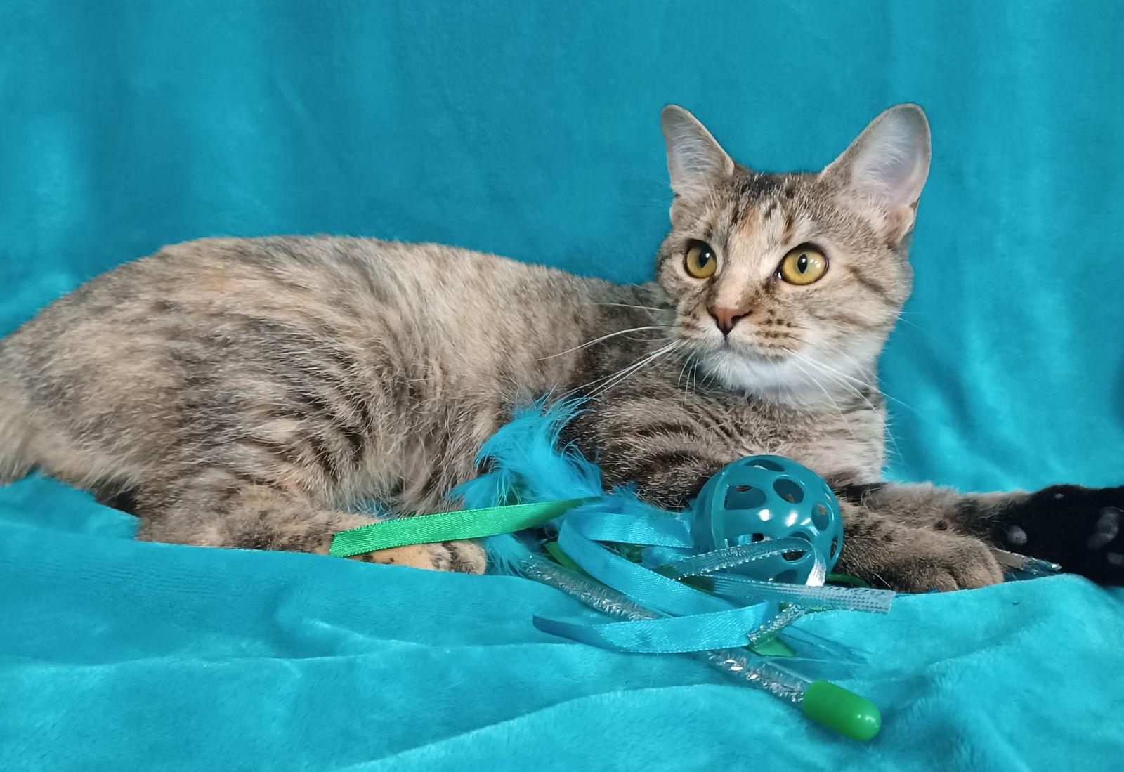 Dahlia, Adopted, Adult Female Domestic Short Hair.