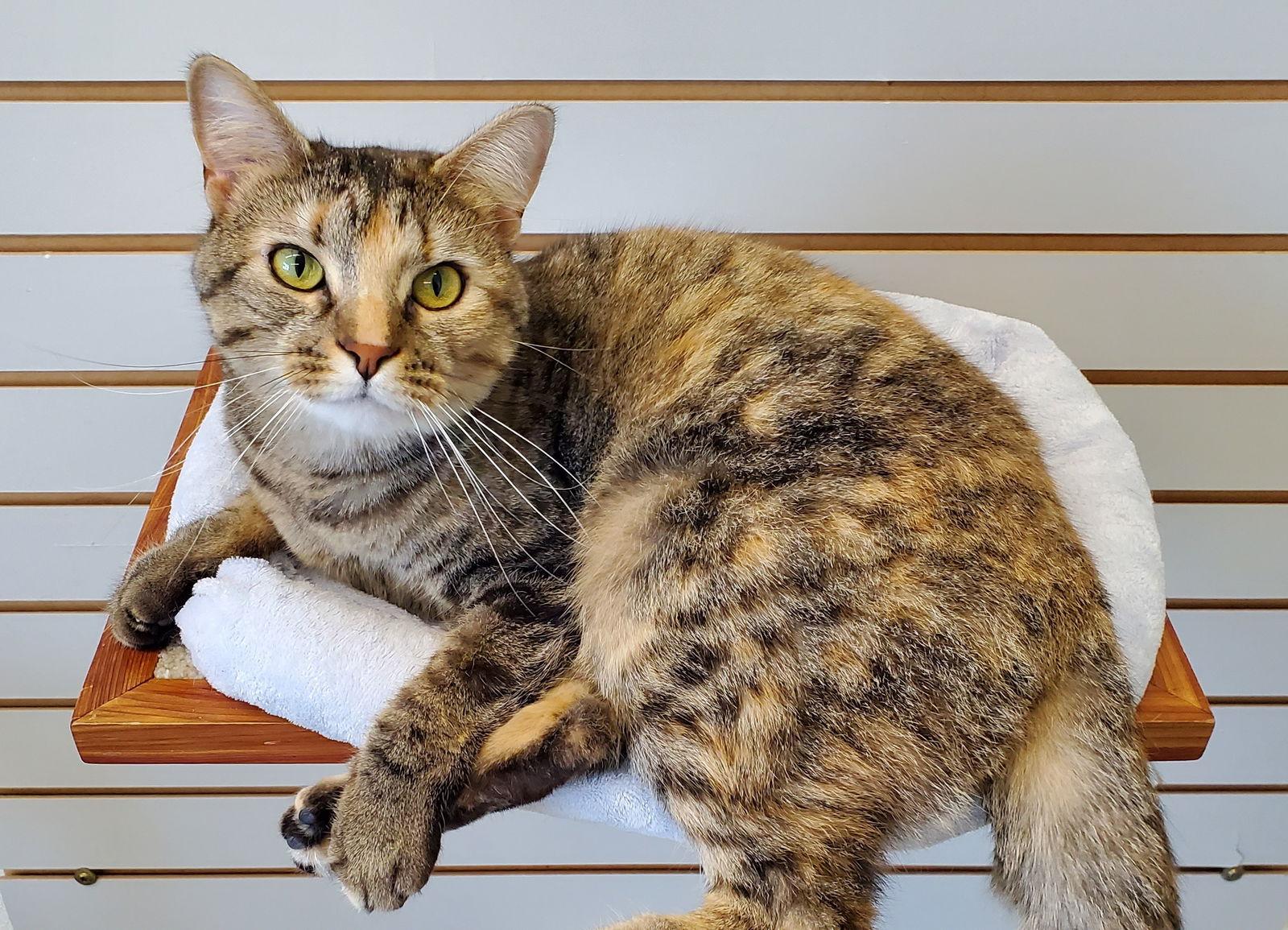 Enlarge Dahlia, a Adopted Domestic Short Hair in Greenville, IL image 2/2