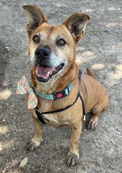 Enlarge Presley, a Adoptable mixed breed in San Antonio, TX image 2/6