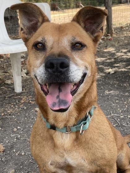 Enlarge Presley, a Adoptable mixed breed in San Antonio, TX image 2/6