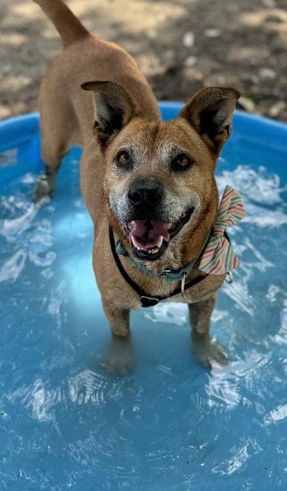 Enlarge Presley, a Adoptable mixed breed in San Antonio, TX image 4/6