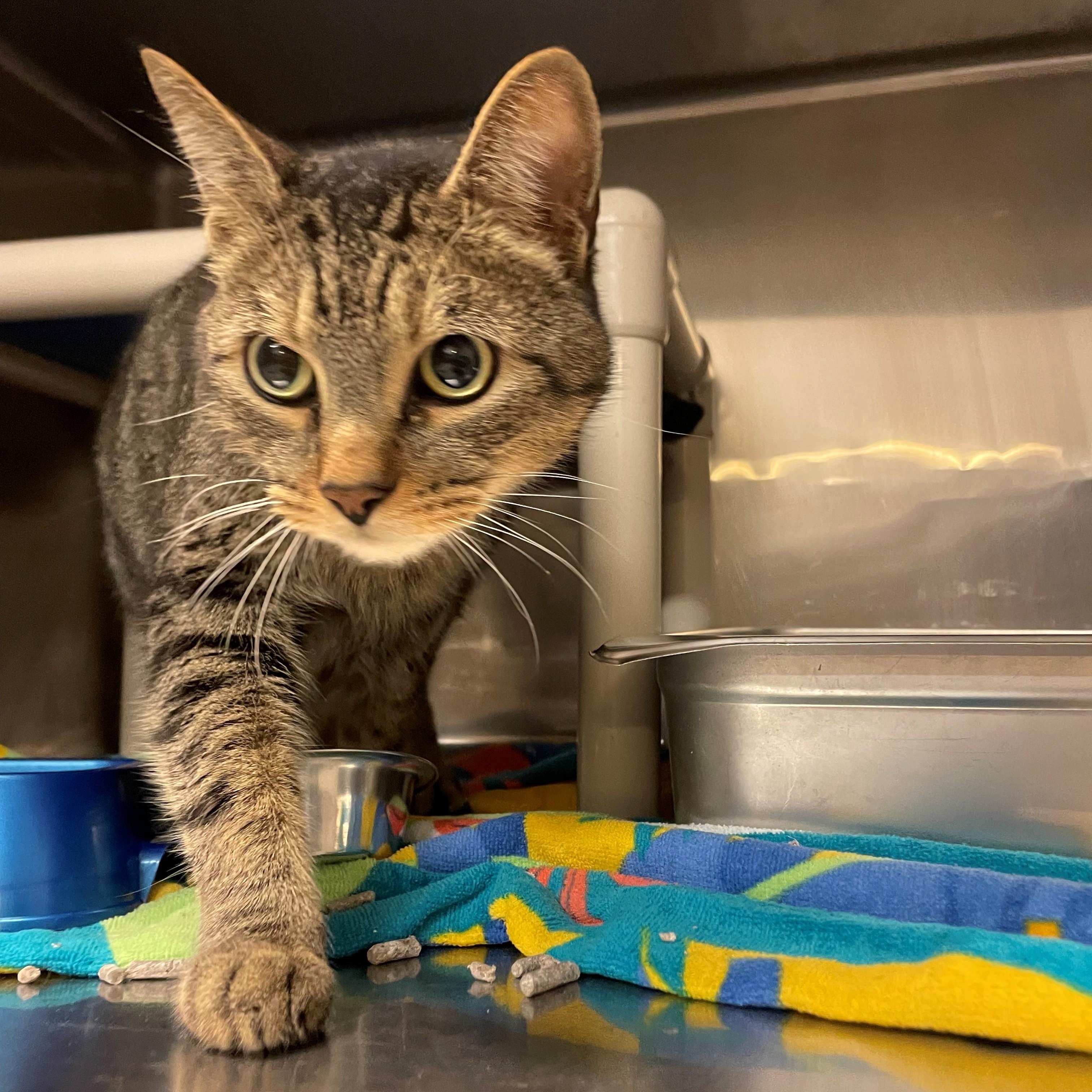 Enlarge Jack-O-Lantern, a Adoptable Domestic Short Hair in Burlington, ON image 2/2