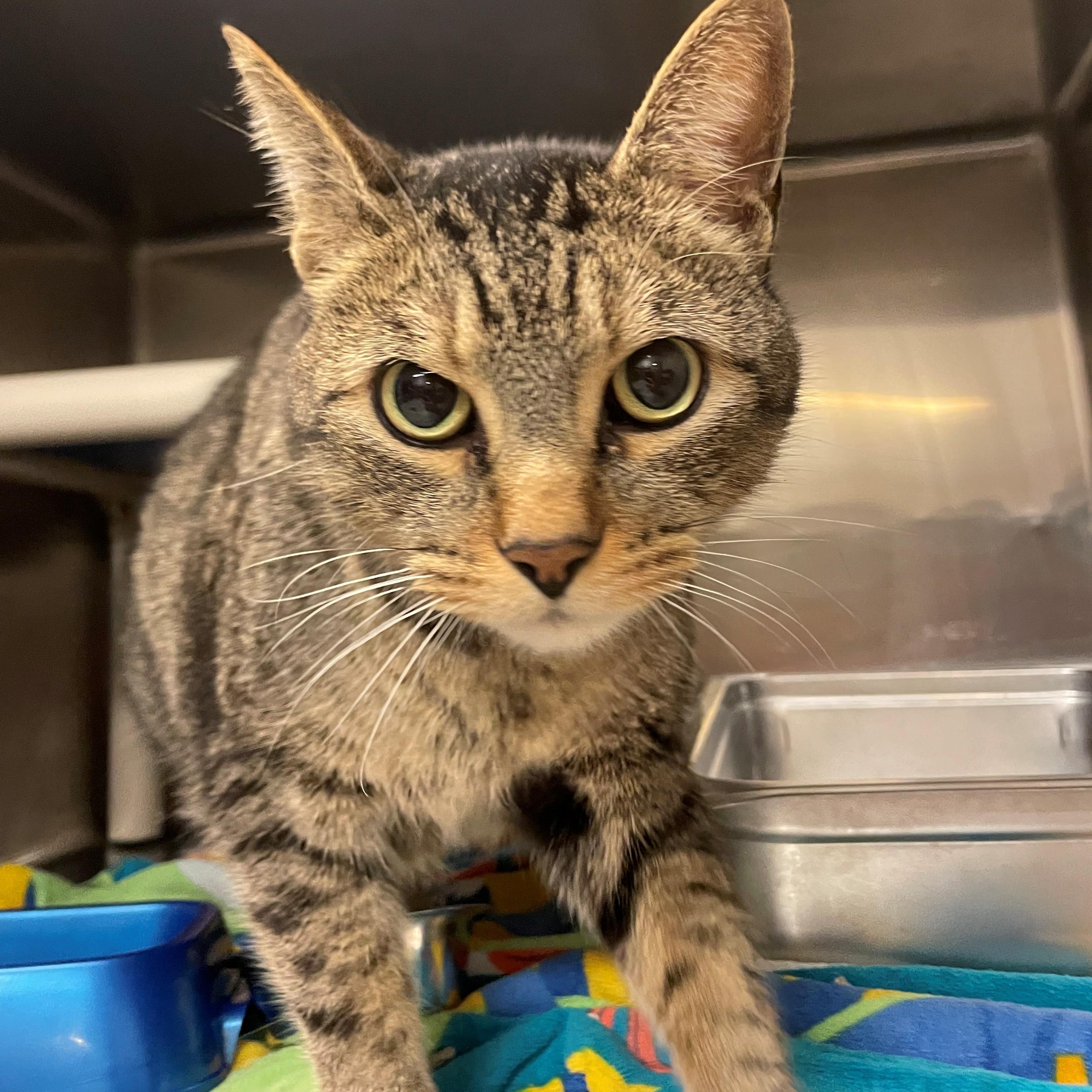 Enlarge Jack-O-Lantern, a Adoptable Domestic Short Hair in Burlington, ON image 1/2