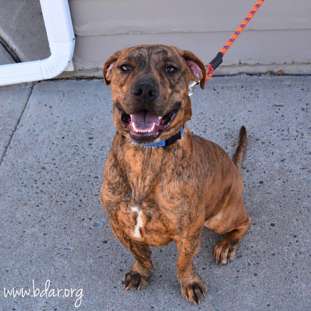 Quincy, Adoptable, Adult Male Pit Bull Terrier & Mixed Breed.