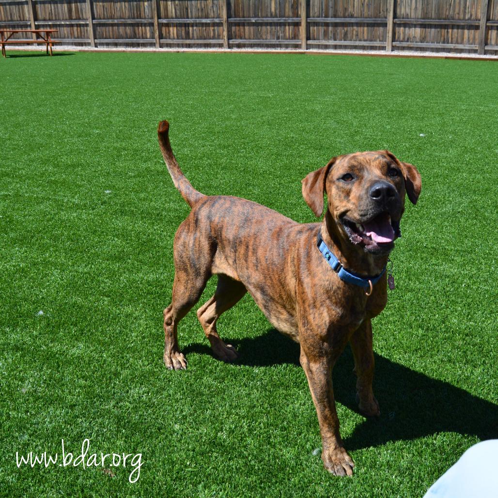 Quincy, a Adoptable mixed breed in Cheyenne, WY image 2/6