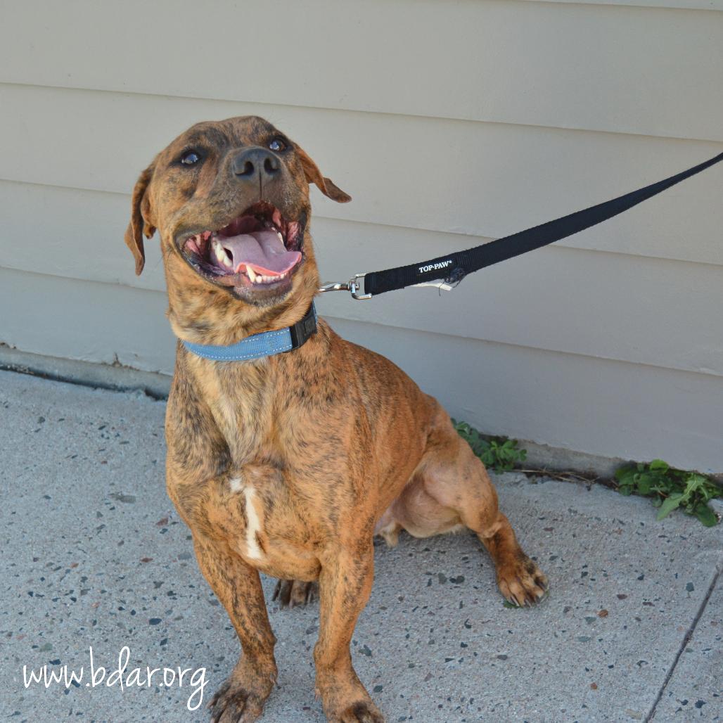Quincy, a Adoptable mixed breed in Cheyenne, WY image 3/6