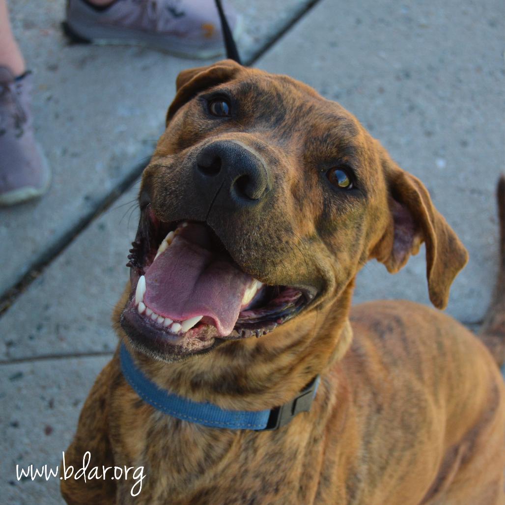 Quincy, a Adoptable mixed breed in Cheyenne, WY image 5/6