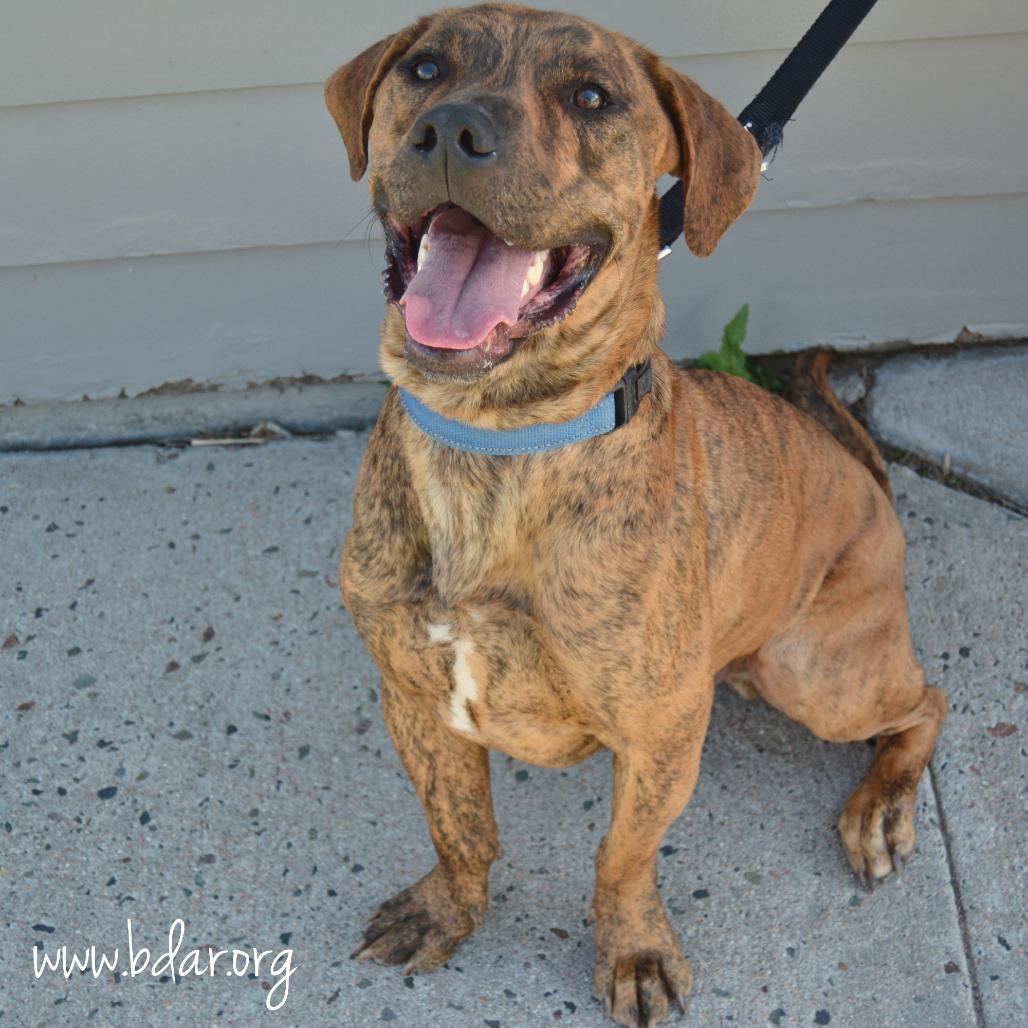 Quincy, a Adoptable mixed breed in Cheyenne, WY image 6/6