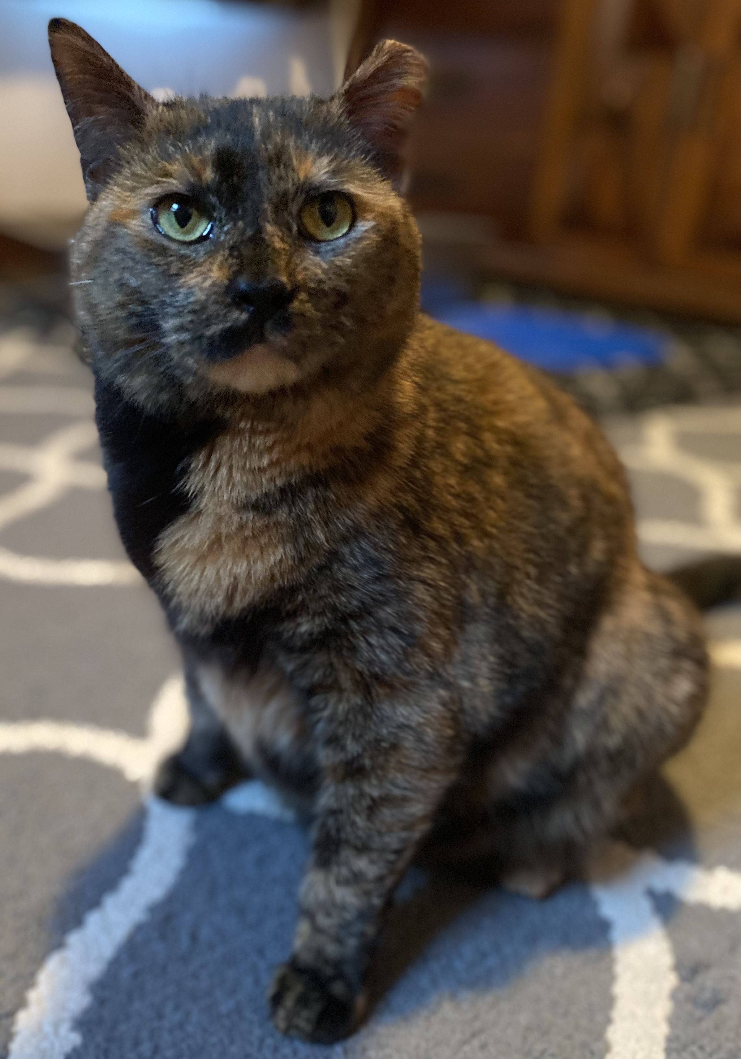 Enlarge Callie, a Adoptable Tortoiseshell in Schererville, IN image 2/5