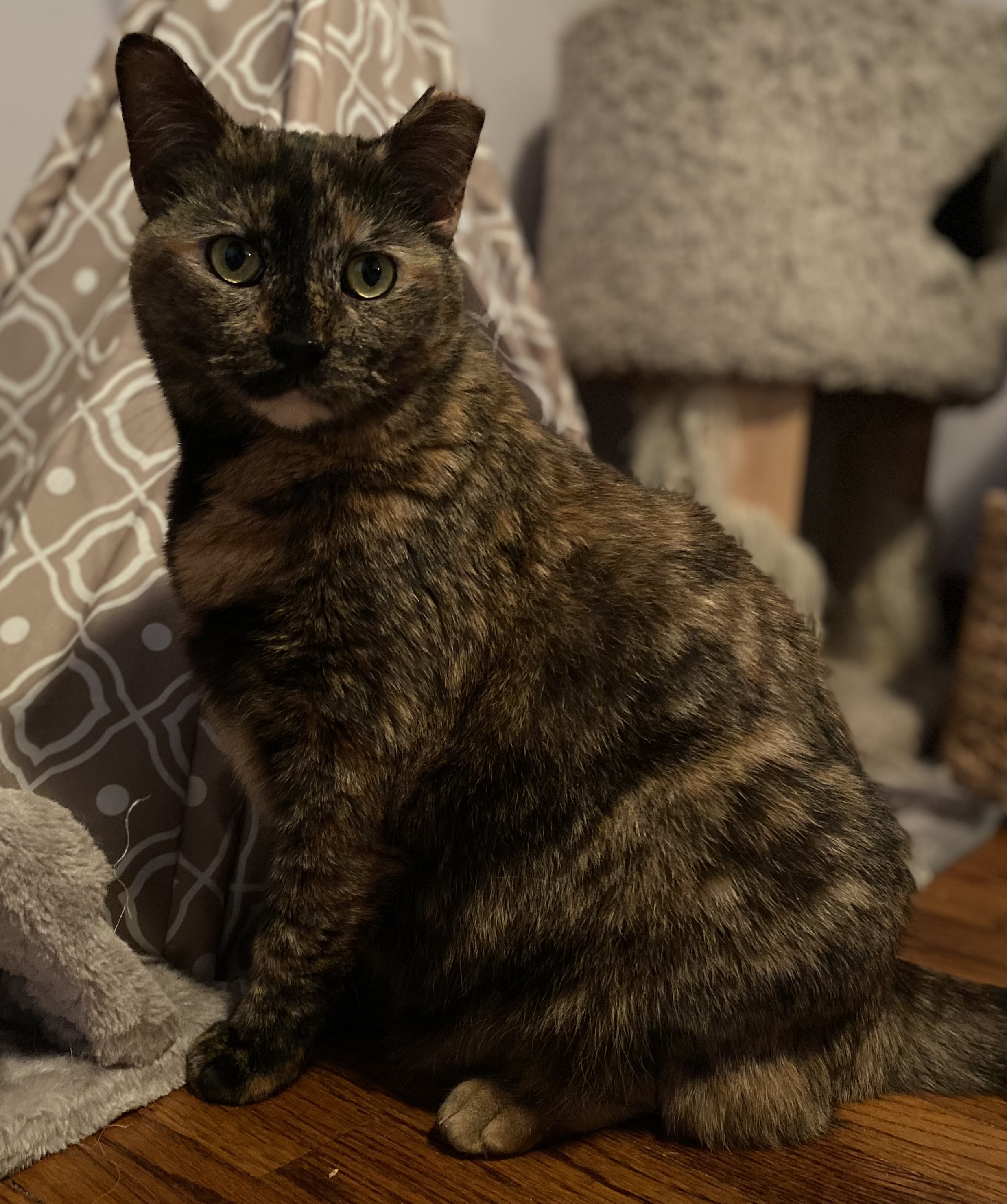 Callie, Adoptable, Adult Female Tortoiseshell.