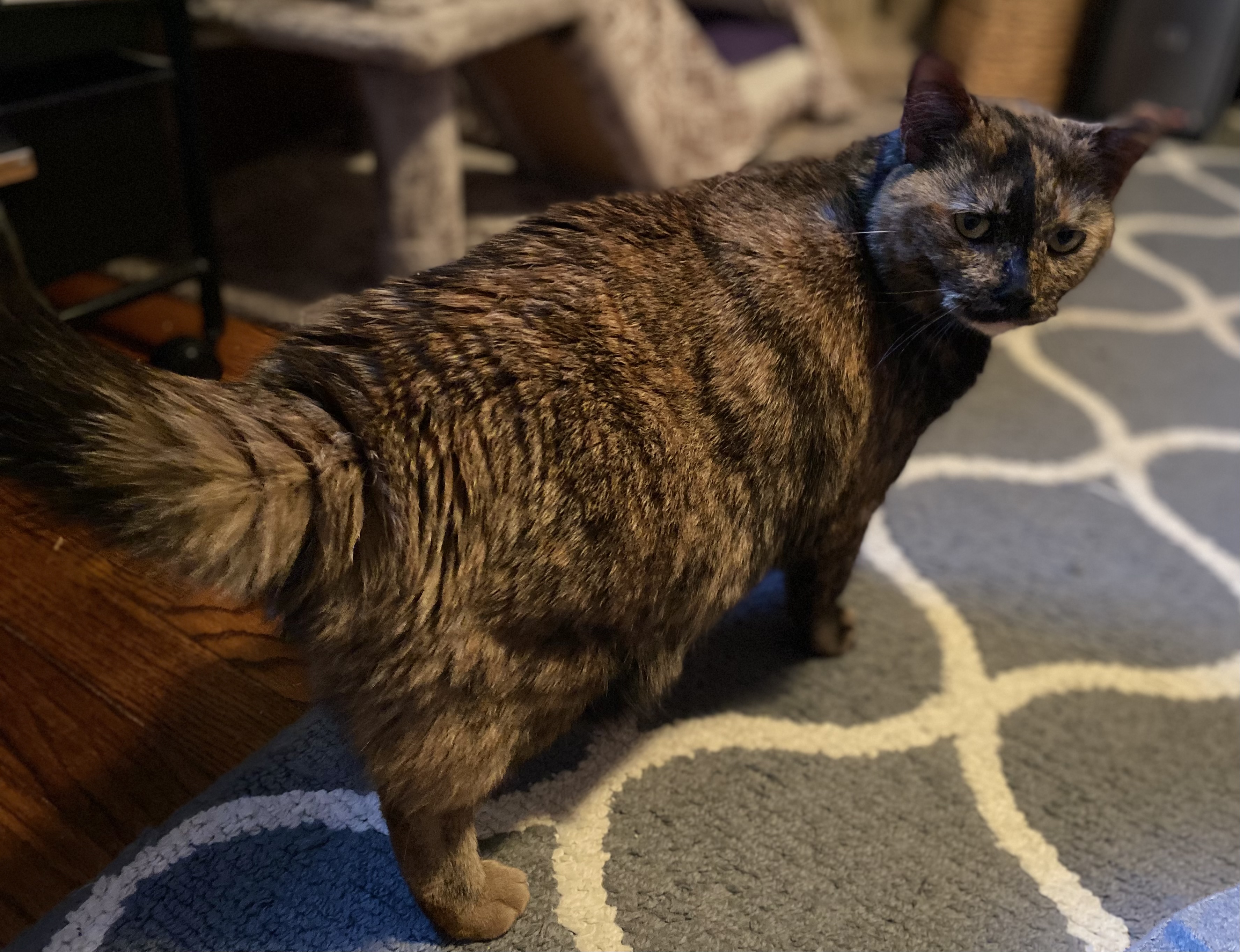 Enlarge Callie, a Adoptable Tortoiseshell in Schererville, IN image 5/5