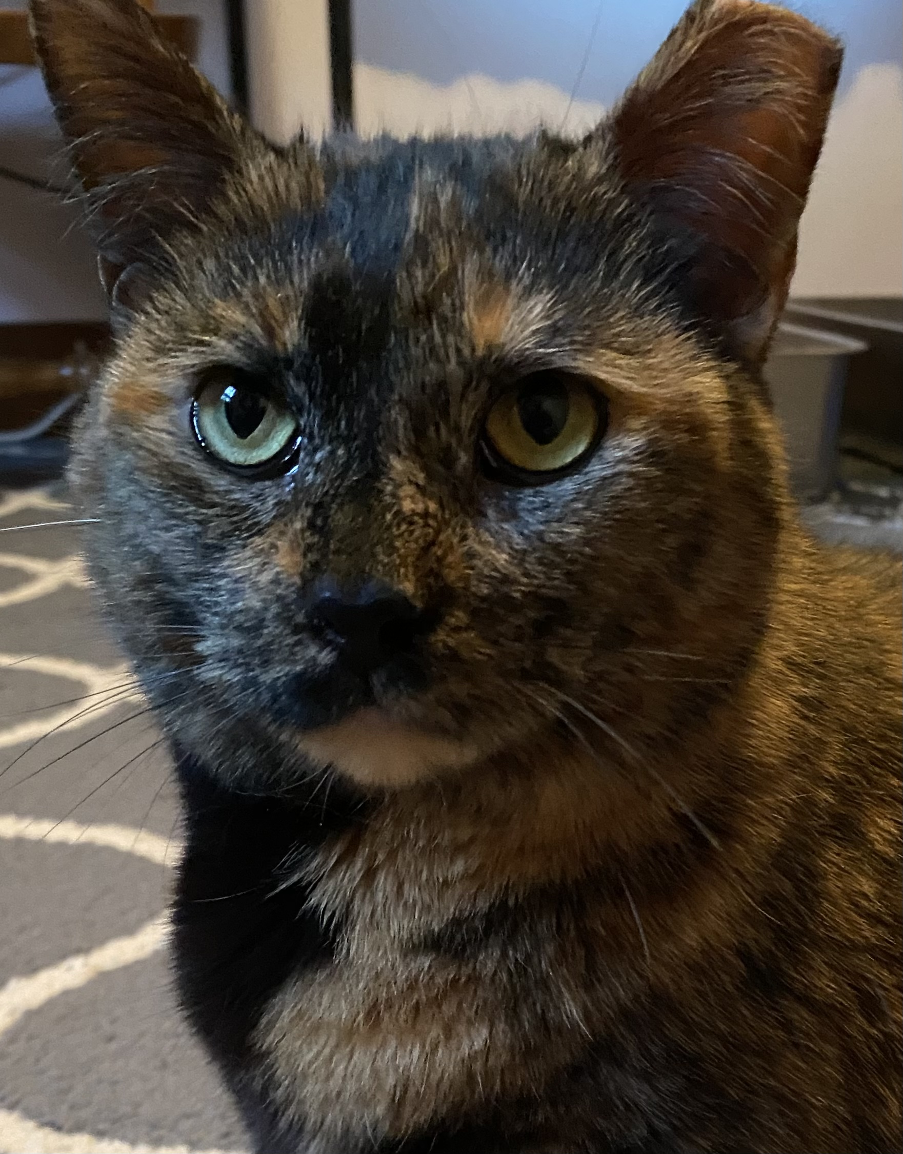 Enlarge Callie, a Adoptable Tortoiseshell in Schererville, IN image 3/5