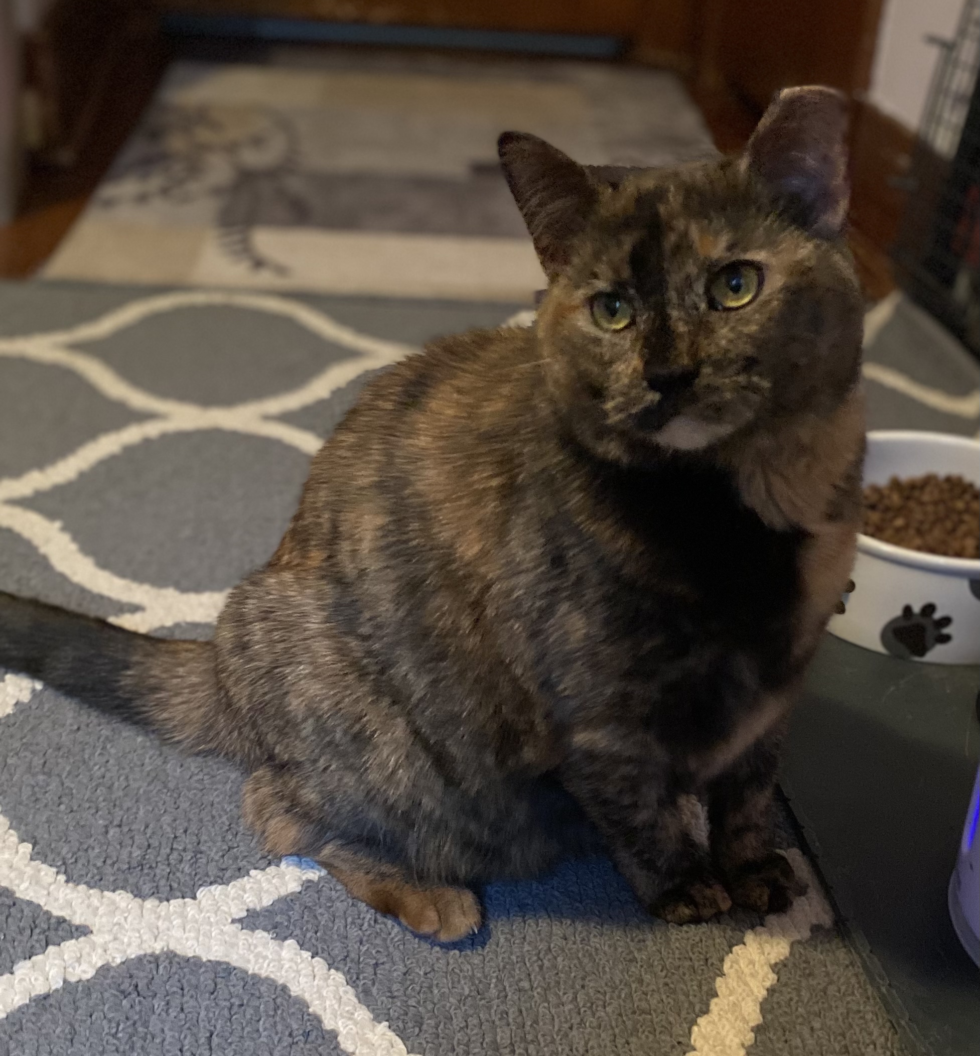 Enlarge Callie, a Adoptable Tortoiseshell in Schererville, IN image 4/5