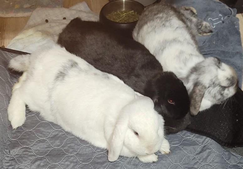 Enlarge Howl and Honey (bonded pair) Kairo, a Adoptable Lop Eared in Navarre, FL image 3/4