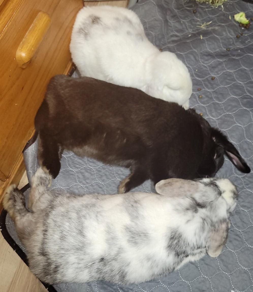 Enlarge Howl and Honey (bonded pair) Kairo, a Adoptable Lop Eared in Navarre, FL image 4/4