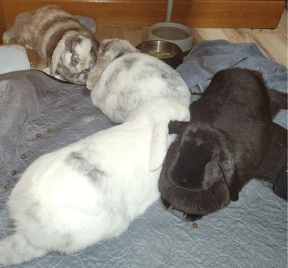 Enlarge Howl and Honey (bonded pair) Kairo, a Adoptable Lop Eared in Navarre, FL image 1/4