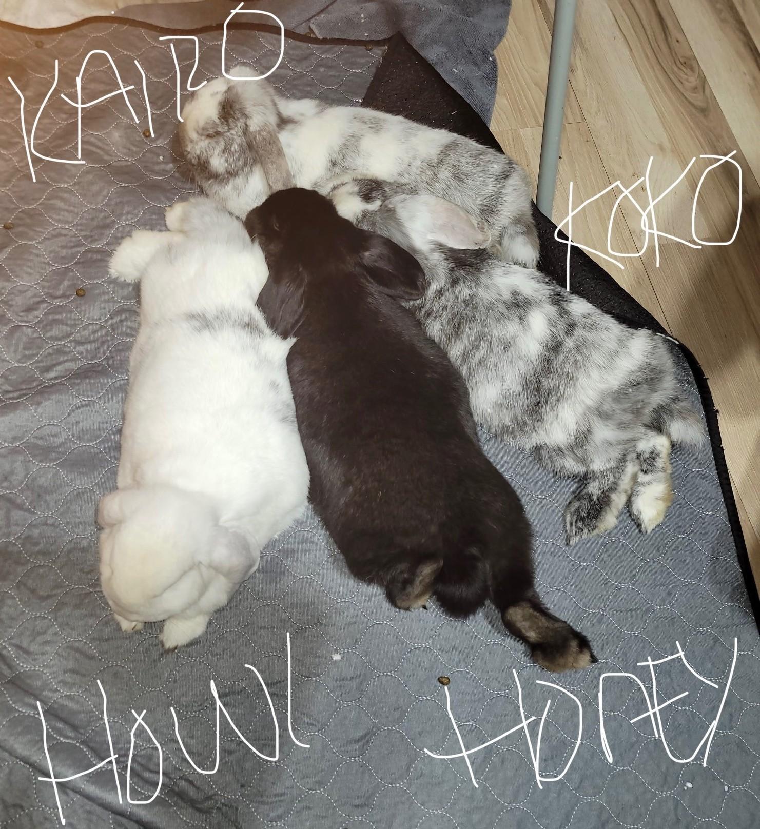 Enlarge Howl and Honey (bonded pair) Kairo, a Adoptable Lop Eared in Navarre, FL image 2/4