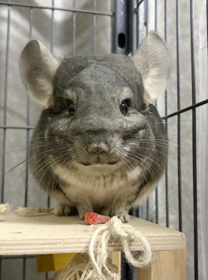 Enlarge Merlin, a Adoptable mixed breed in New Hope, PA image 1/2