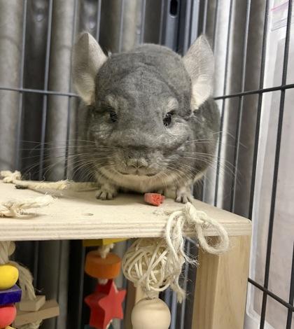 Enlarge Merlin, a Adoptable mixed breed in New Hope, PA image 2/2