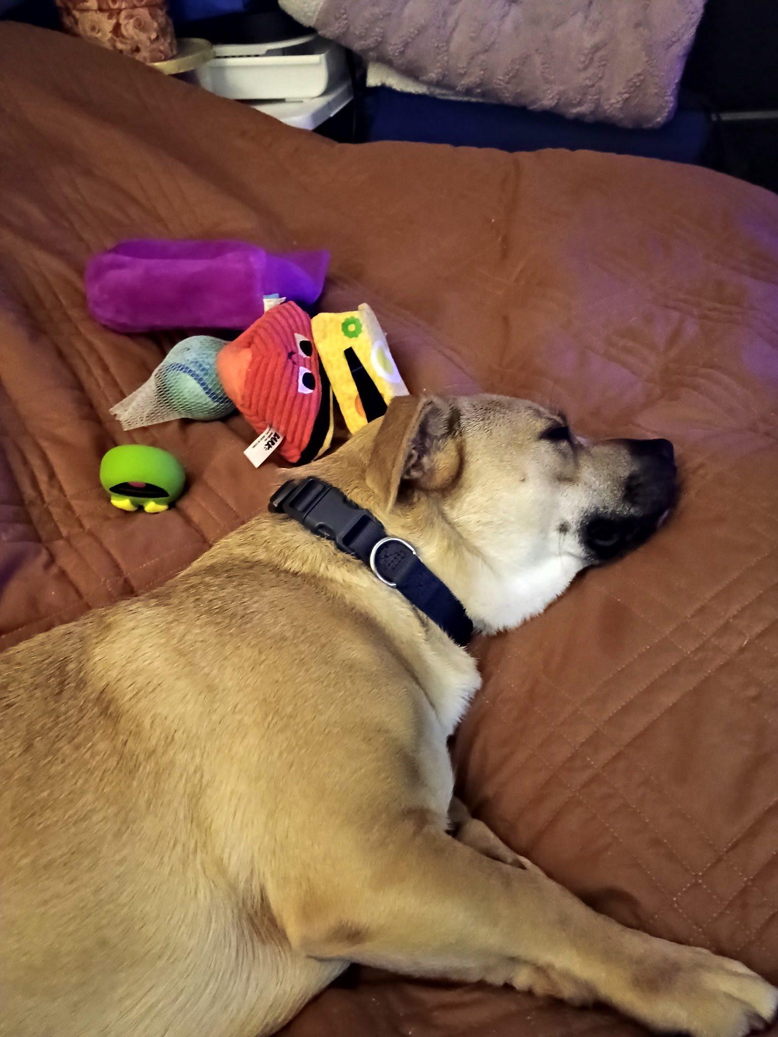 Koya, Adoptable, Young Female Mixed Breed.