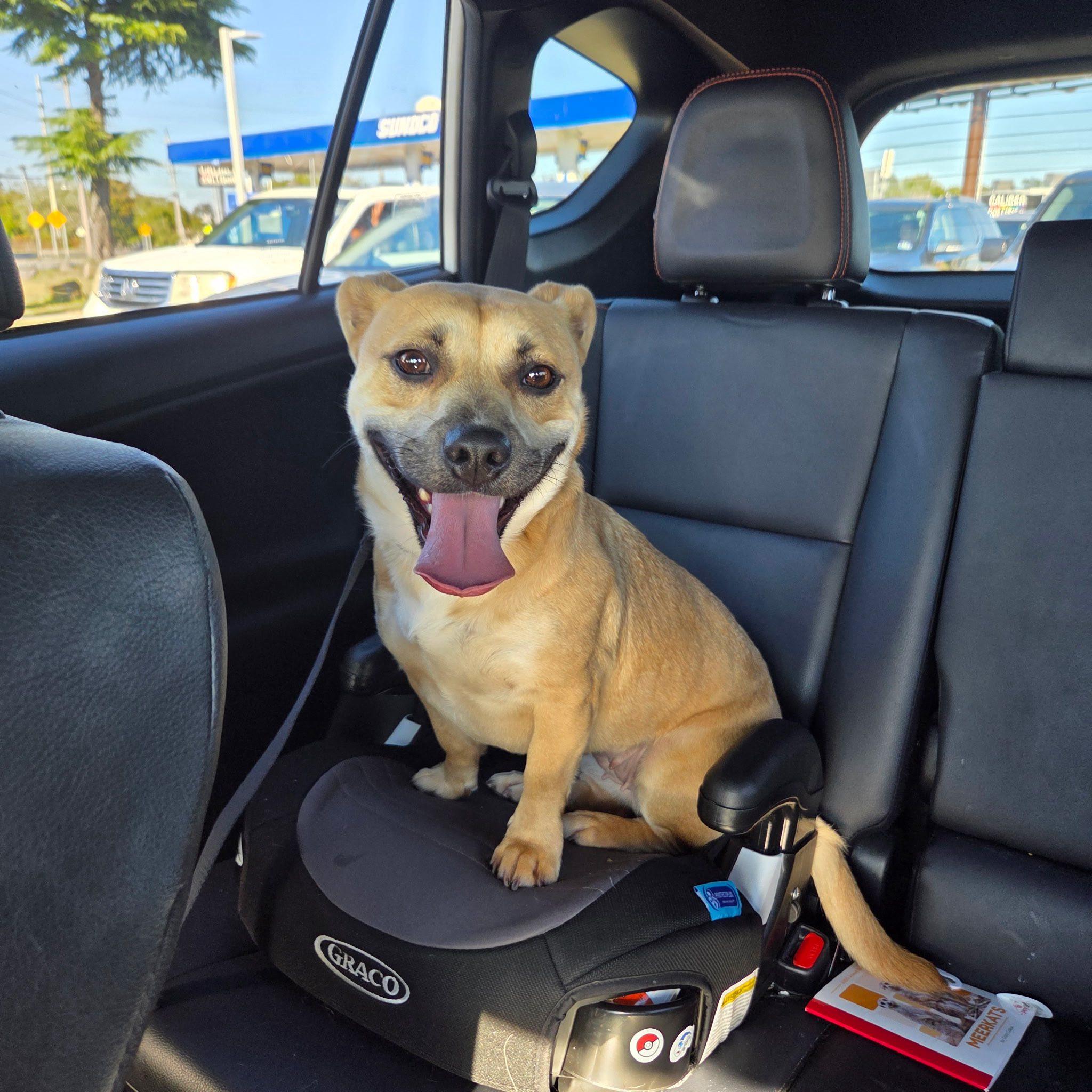 Koya, a Adoptable mixed breed in wildwood, NJ image 2/2