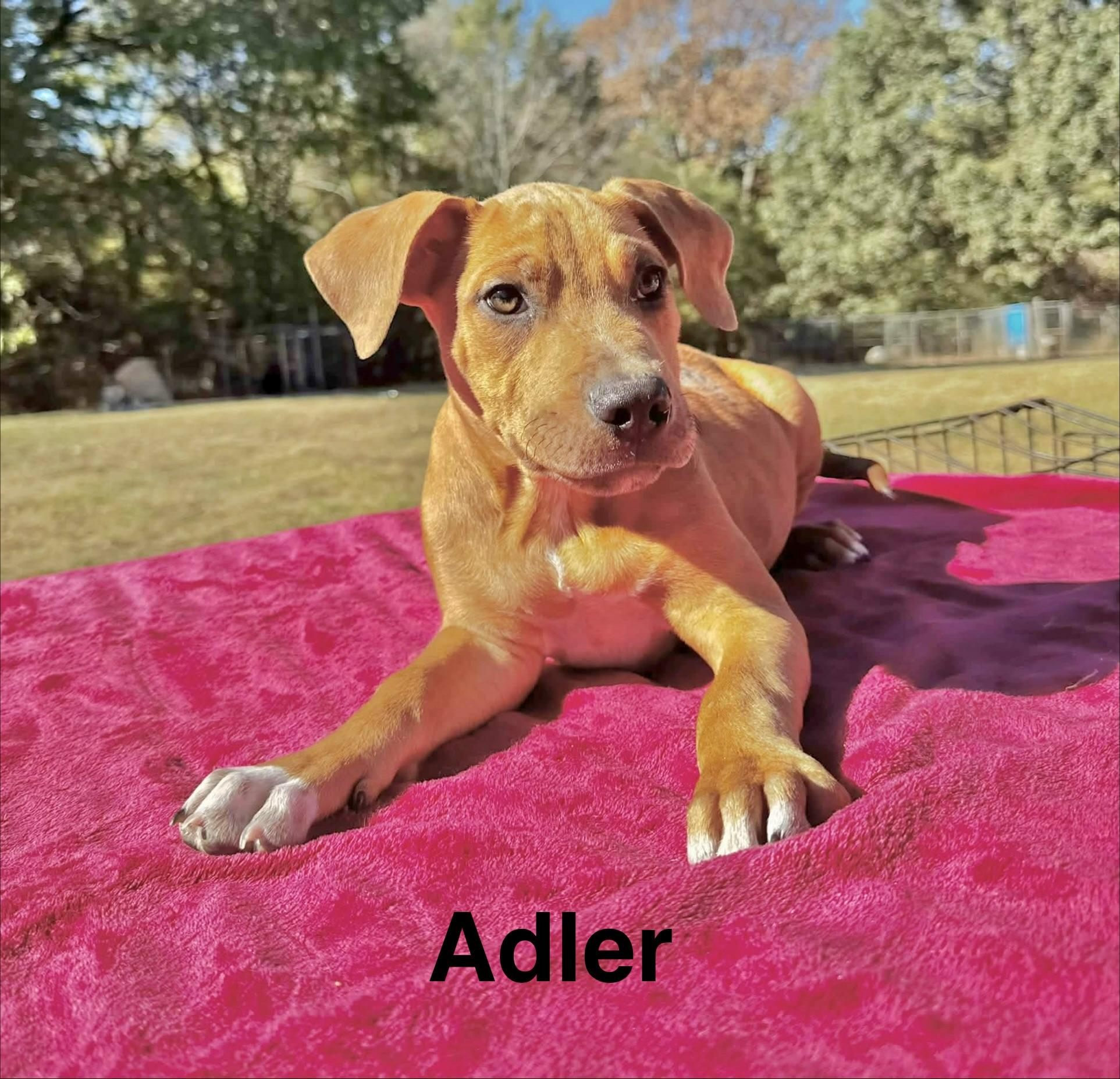 Enlarge Adler, a Adopted Boxer in Manchester, CT image 1/1