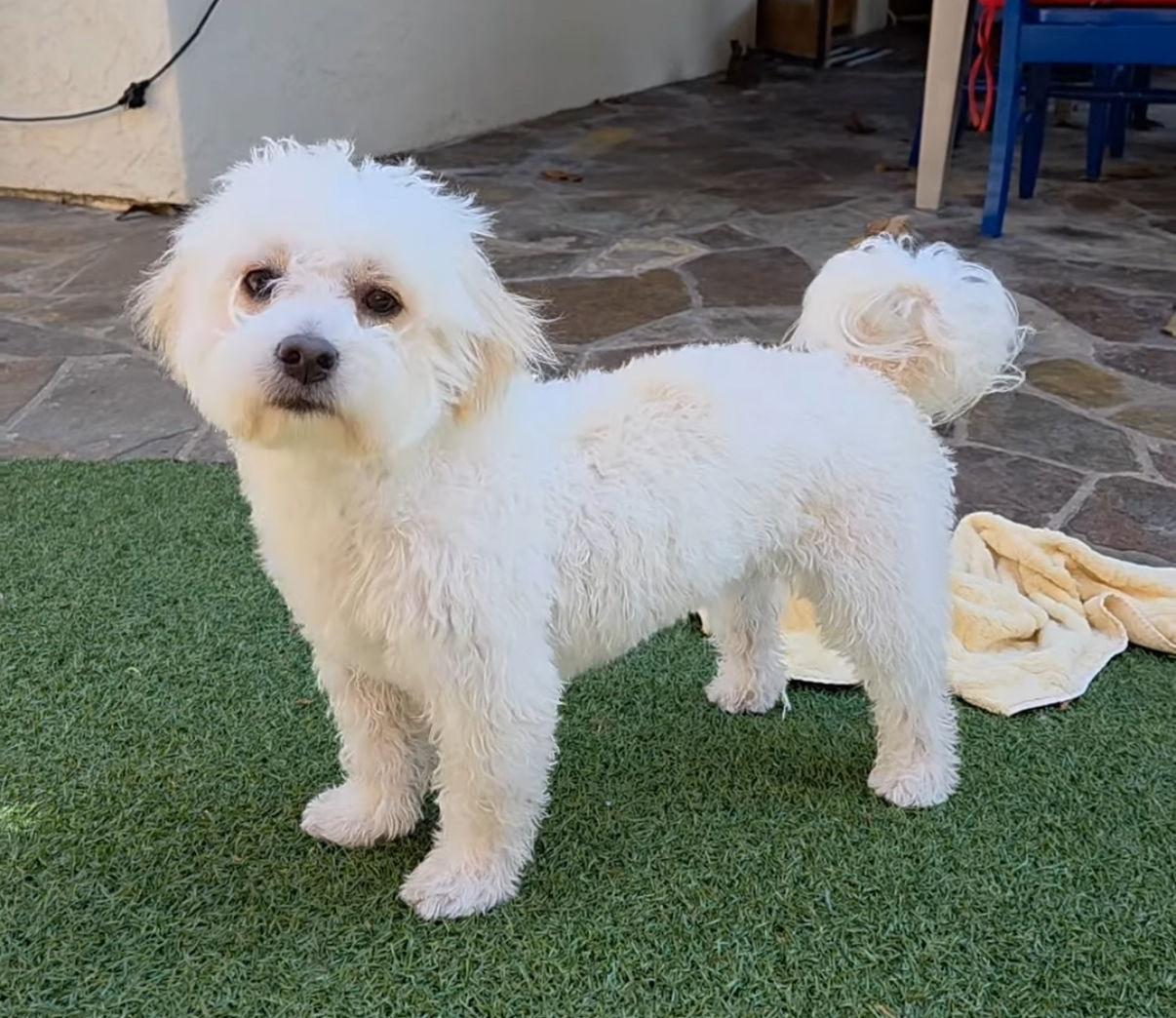 Portobello, Adoptable, Adult Male Maltese & Poodle.