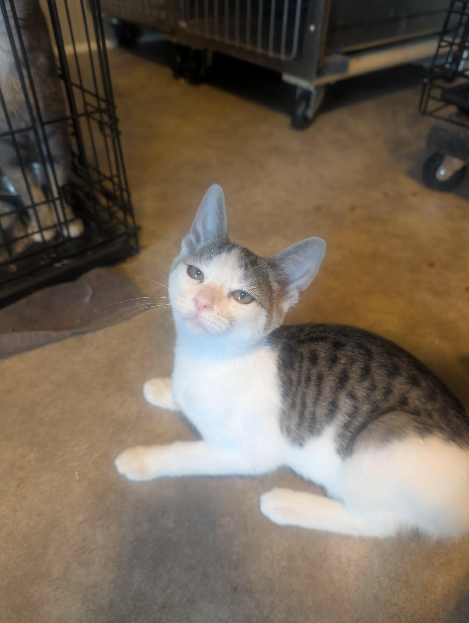 Nutmeg, adopted, Kitten Female Domestic Short Hair & Tabby.