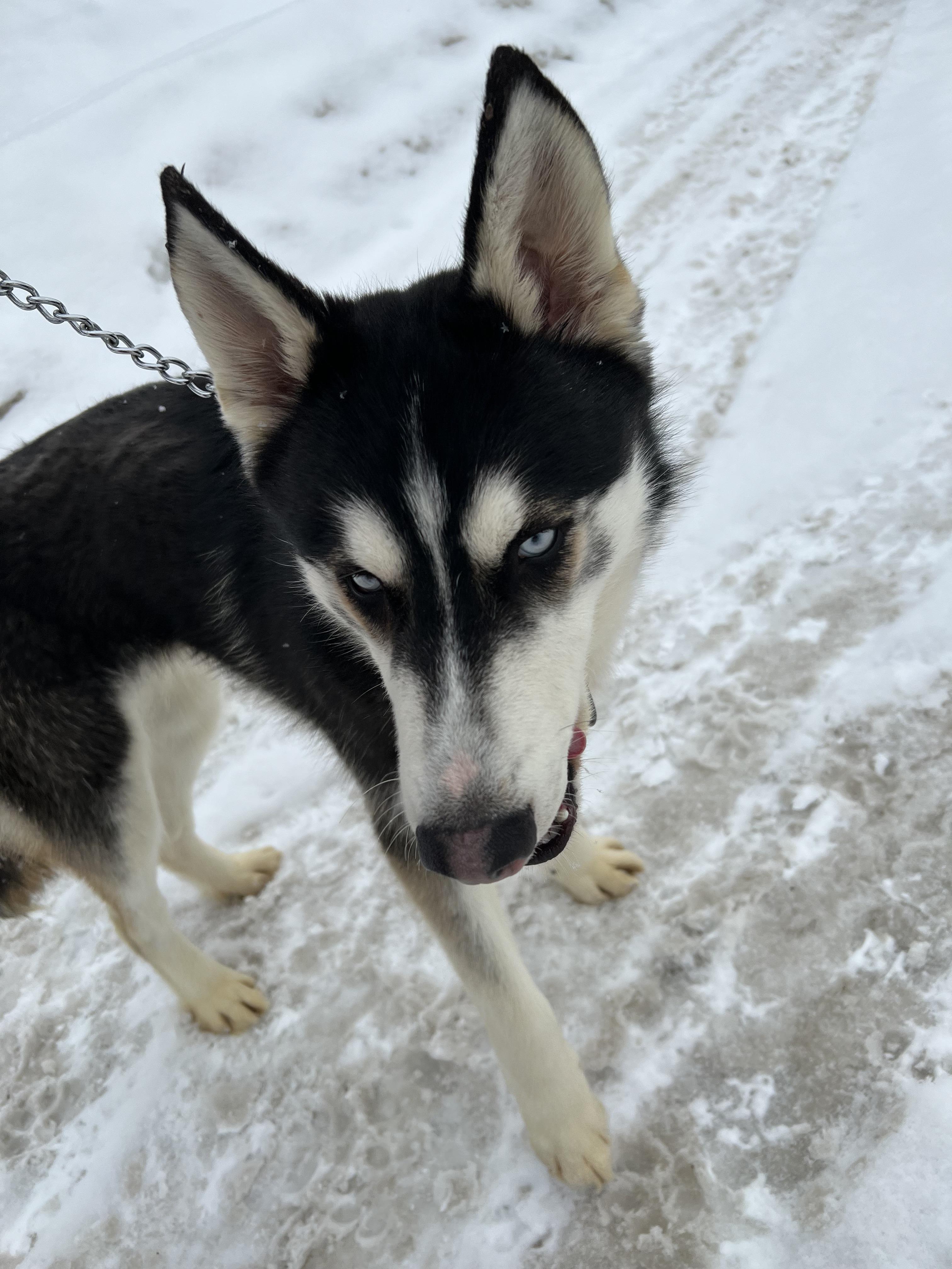 Ghost, a ADOPTABLE mixed breed in Lyndhurst, OH image 1/4