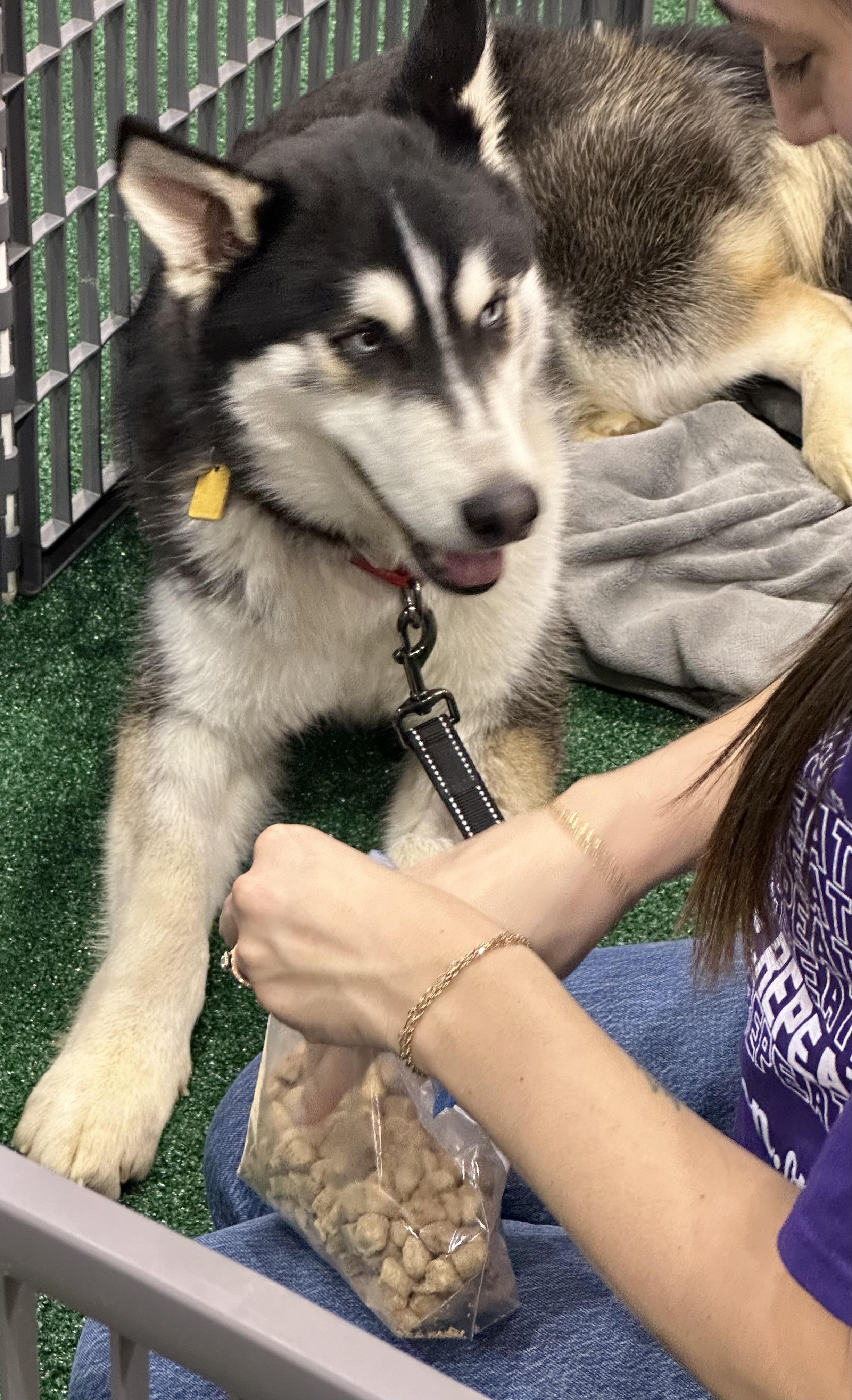 Ghost, a ADOPTABLE mixed breed in Lyndhurst, OH image 2/4