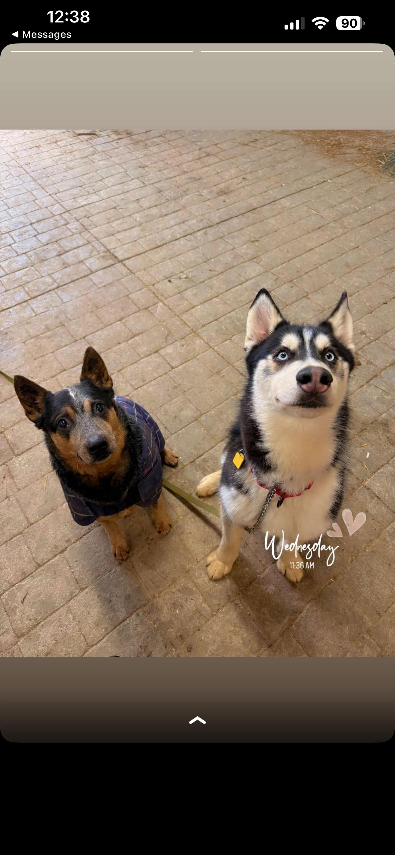 Ghost, a ADOPTABLE mixed breed in Lyndhurst, OH image 4/4