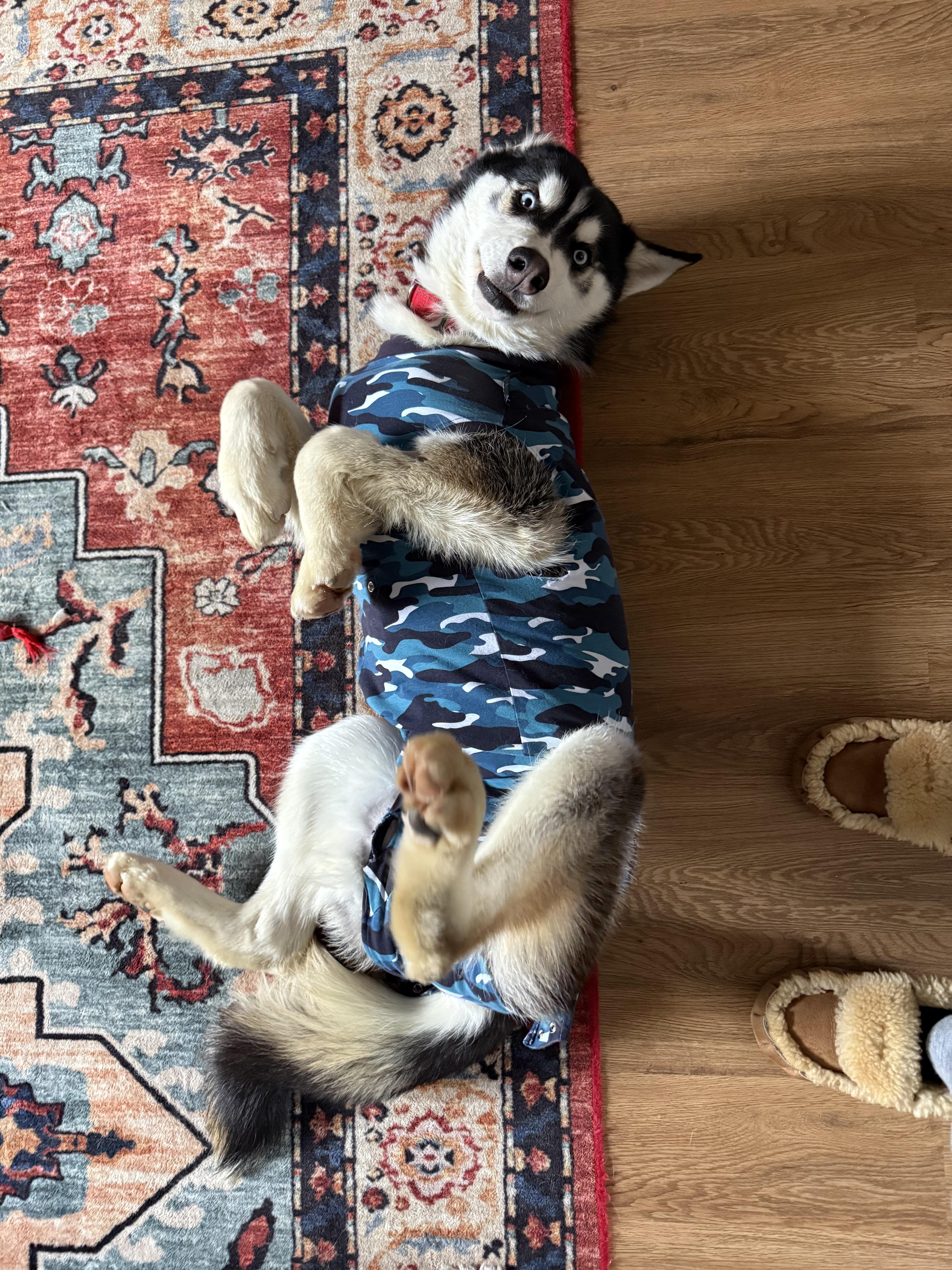 Ghost, a ADOPTABLE mixed breed in Lyndhurst, OH image 3/4