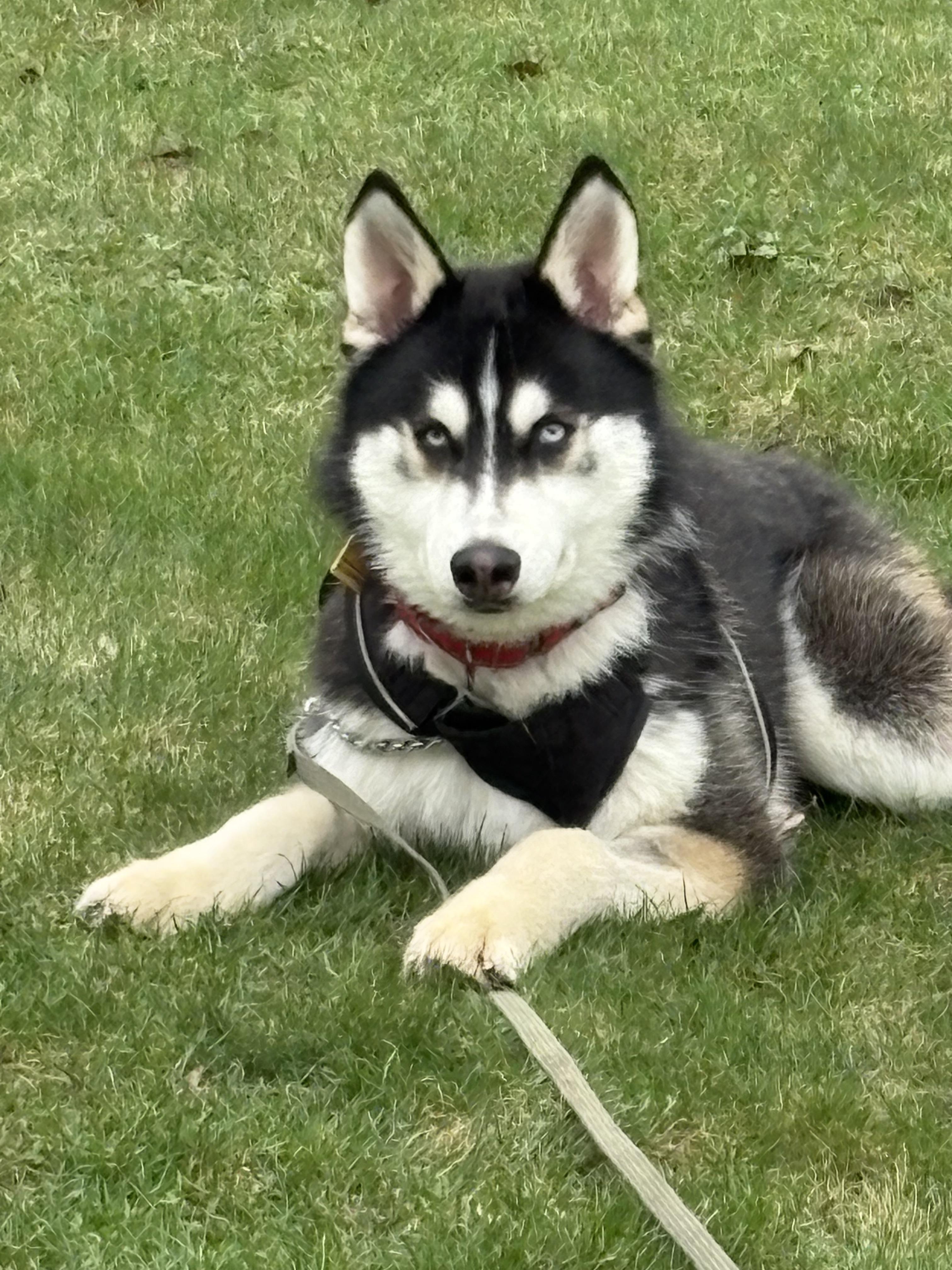 Enlarge Ghost, a ADOPTABLE mixed breed in Lyndhurst, OH image 1/4