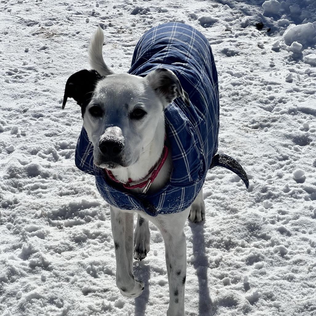 Winnie, Adoptable, Adult Female Dalmatian & Border Collie.