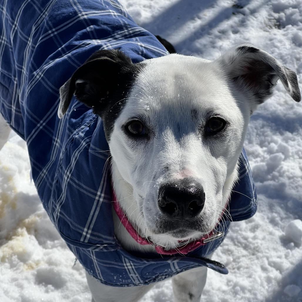 Enlarge Winnie, a Adoptable mixed breed in Concord, NH image 2/5