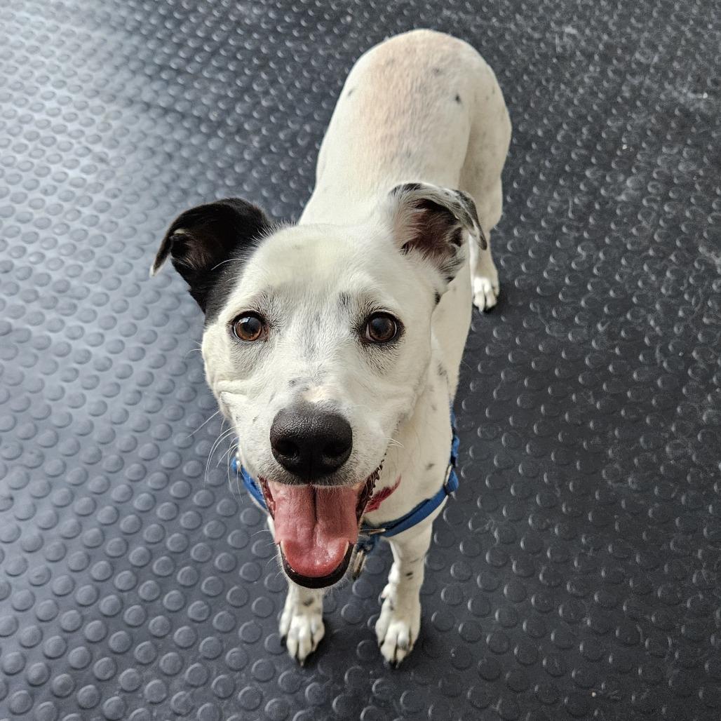 Enlarge Winnie, a Adoptable mixed breed in Concord, NH image 3/5