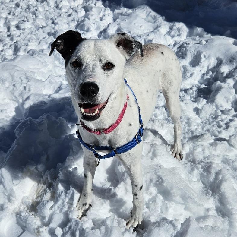 Enlarge Winnie, a Adoptable mixed breed in Concord, NH image 4/5