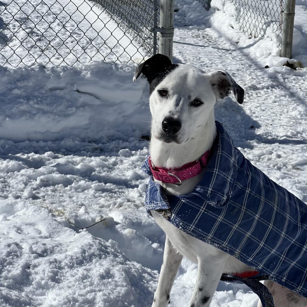 Enlarge Winnie, a Adoptable mixed breed in Concord, NH image 5/5