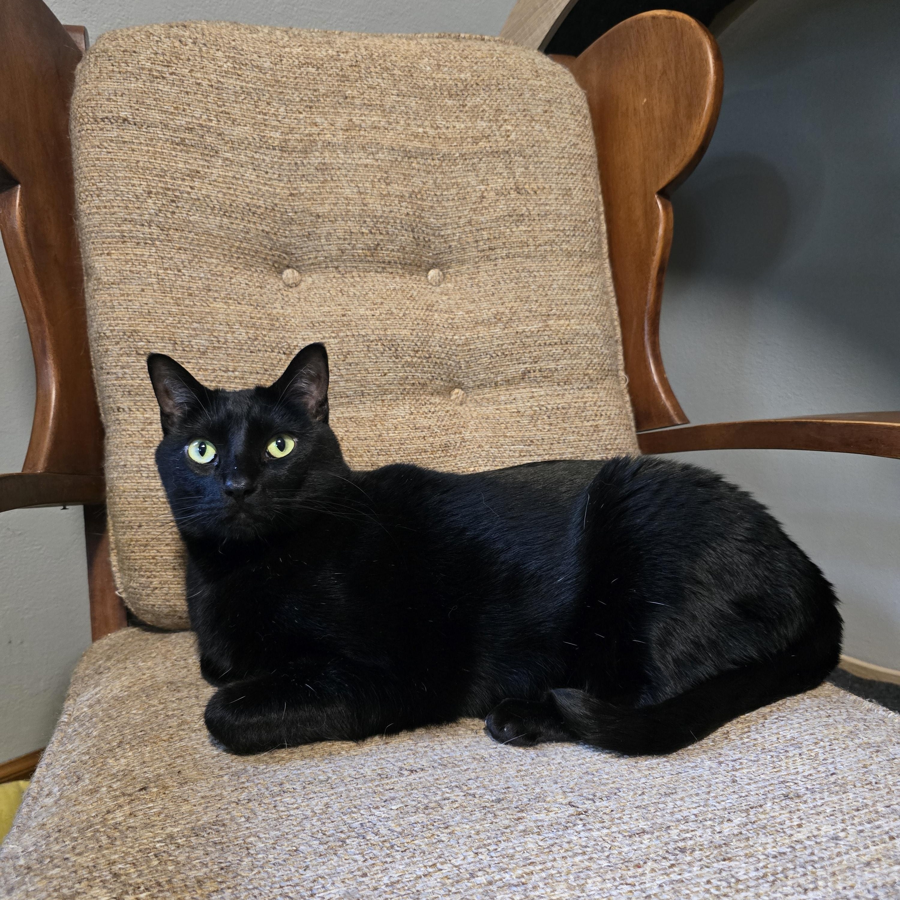 Enlarge Shadow, a Adoptable Domestic Short Hair in Big Lake, MN image 6/6