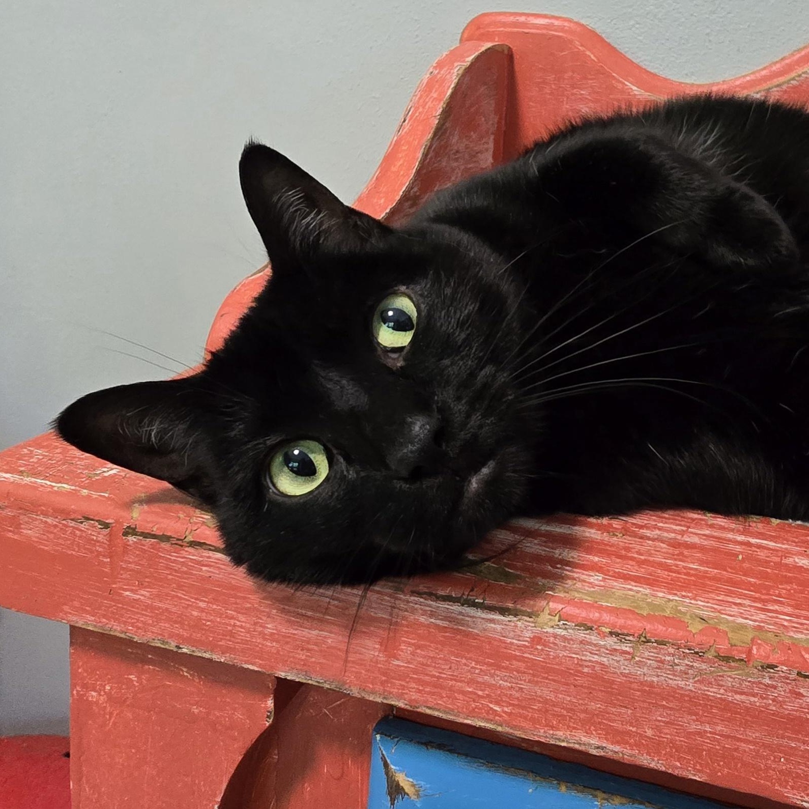Enlarge Shadow, a Adoptable Domestic Short Hair in Big Lake, MN image 3/6