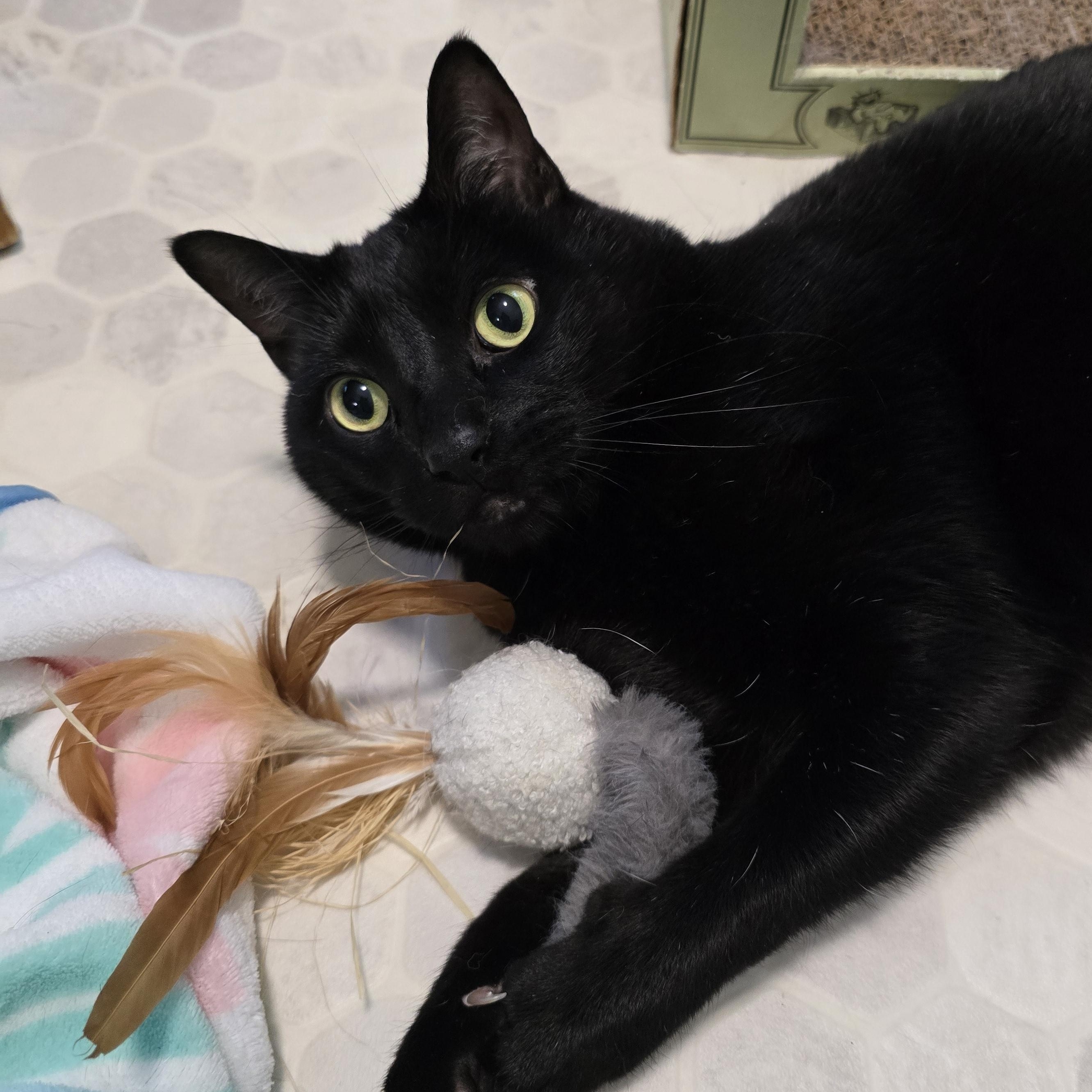 Shadow, Adoptable, Adult Male Domestic Short Hair.