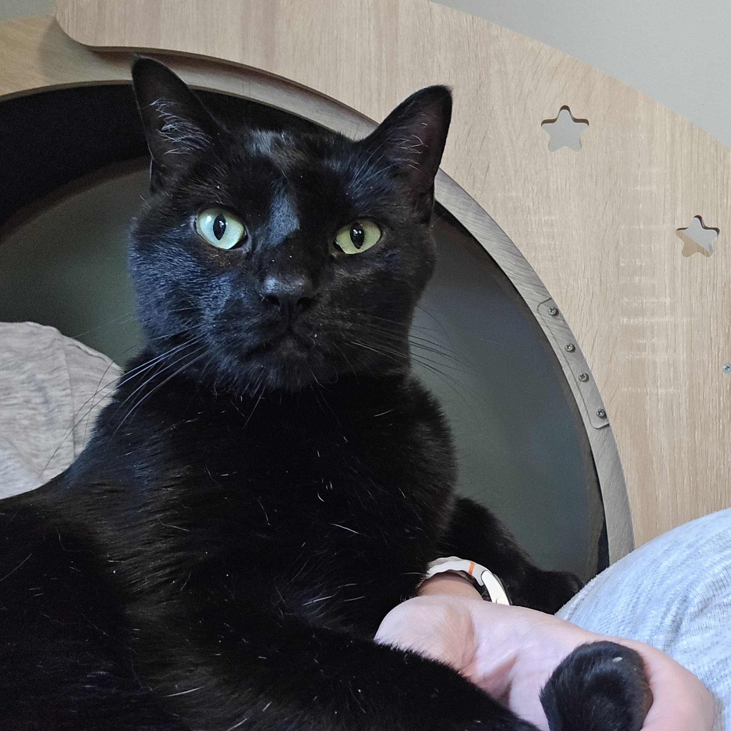 Enlarge Shadow, a Adoptable Domestic Short Hair in Big Lake, MN image 4/6