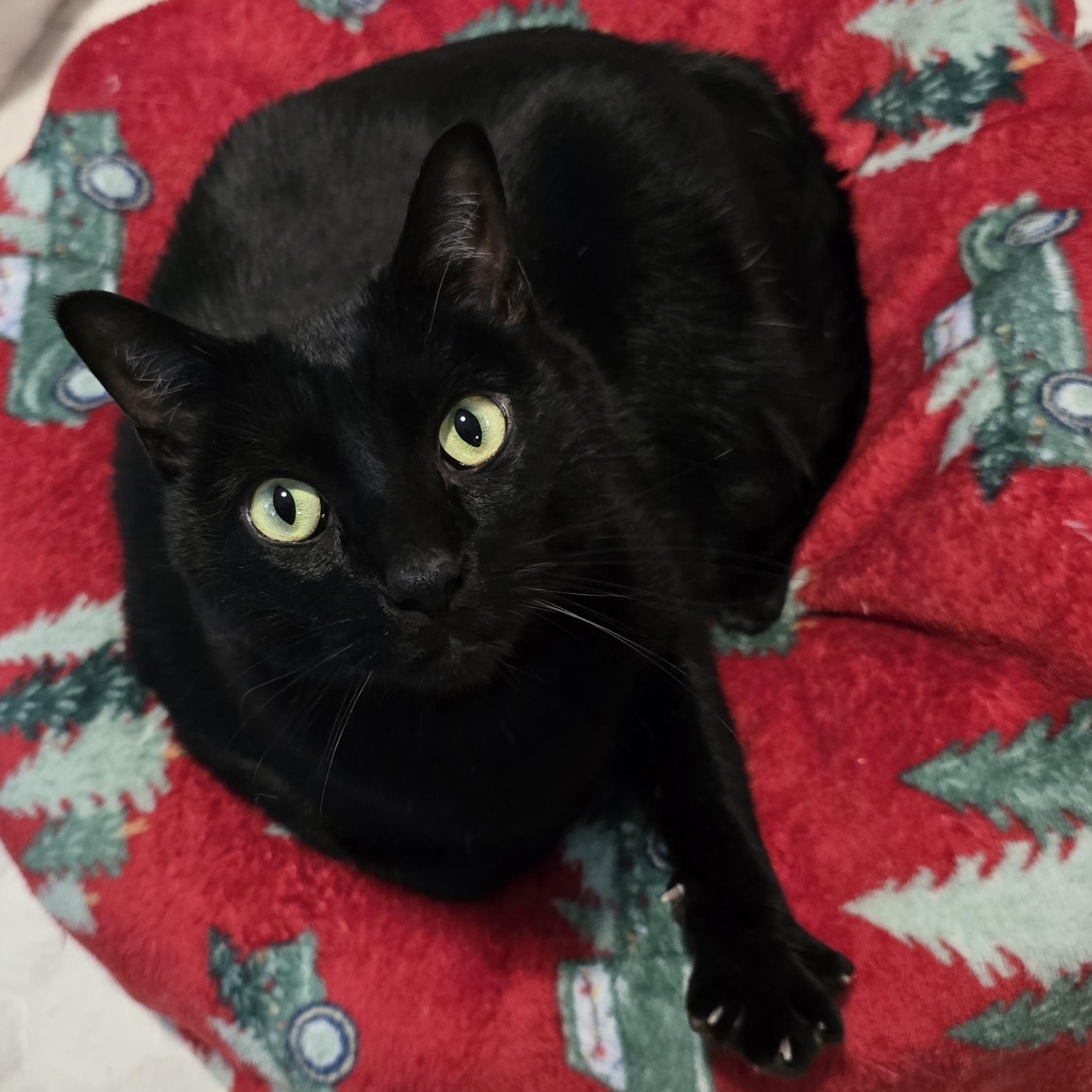 Enlarge Shadow, a Adoptable Domestic Short Hair in Big Lake, MN image 2/6
