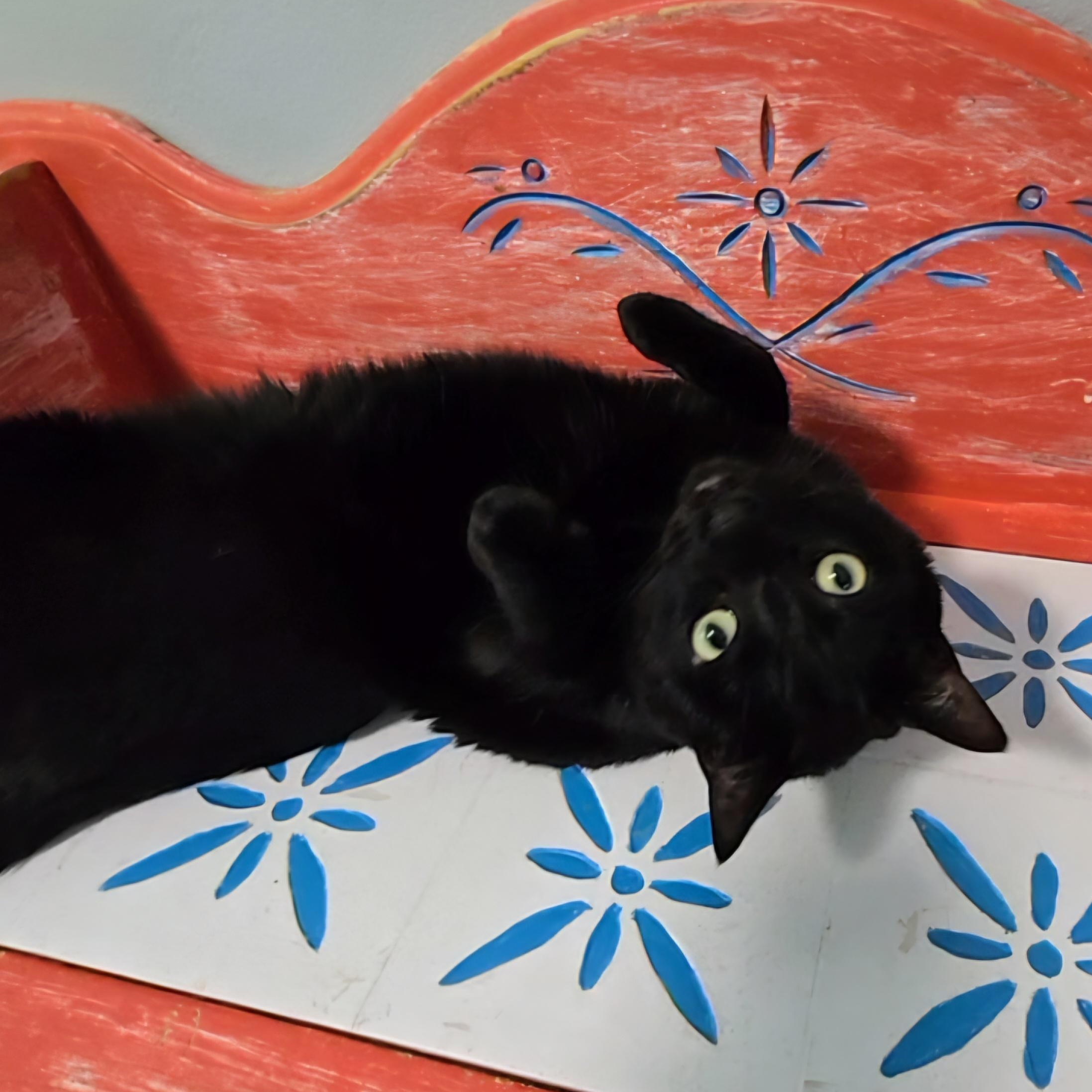 Enlarge Shadow, a Adoptable Domestic Short Hair in Big Lake, MN image 5/6