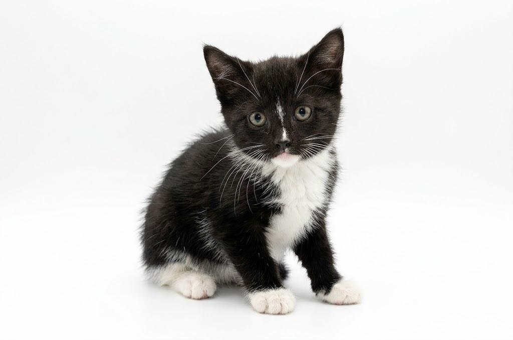 Enlarge Demobat, a Adoptable mixed breed in Waverly, NY image 1/2